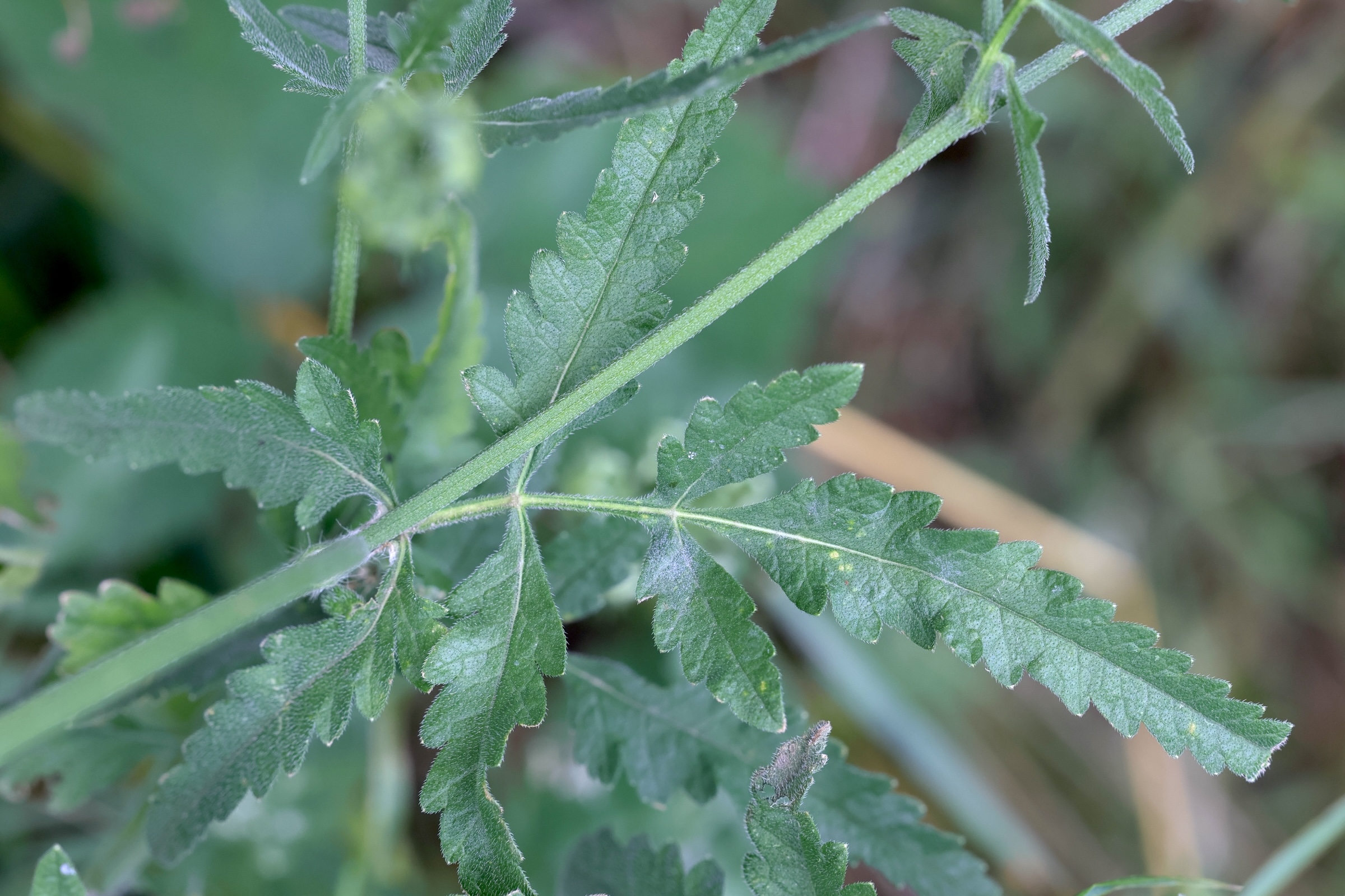 Afficher le média tordylium_maximum3md tordylium_maximum3md