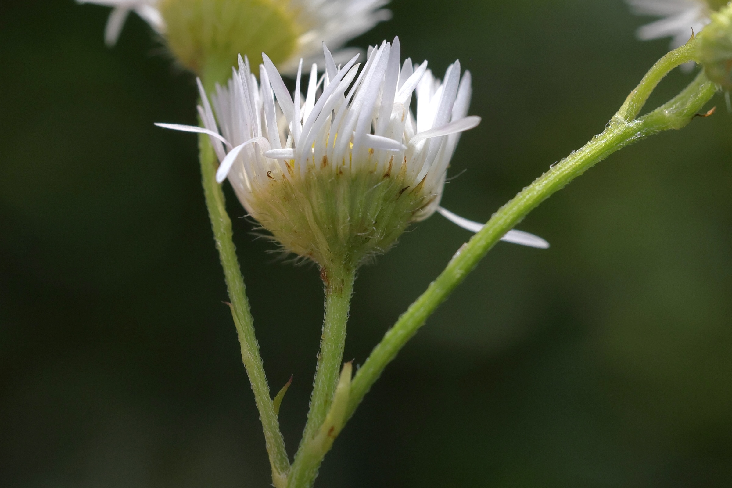 Afficher le média erigeron_annuus4md erigeron_annuus4md