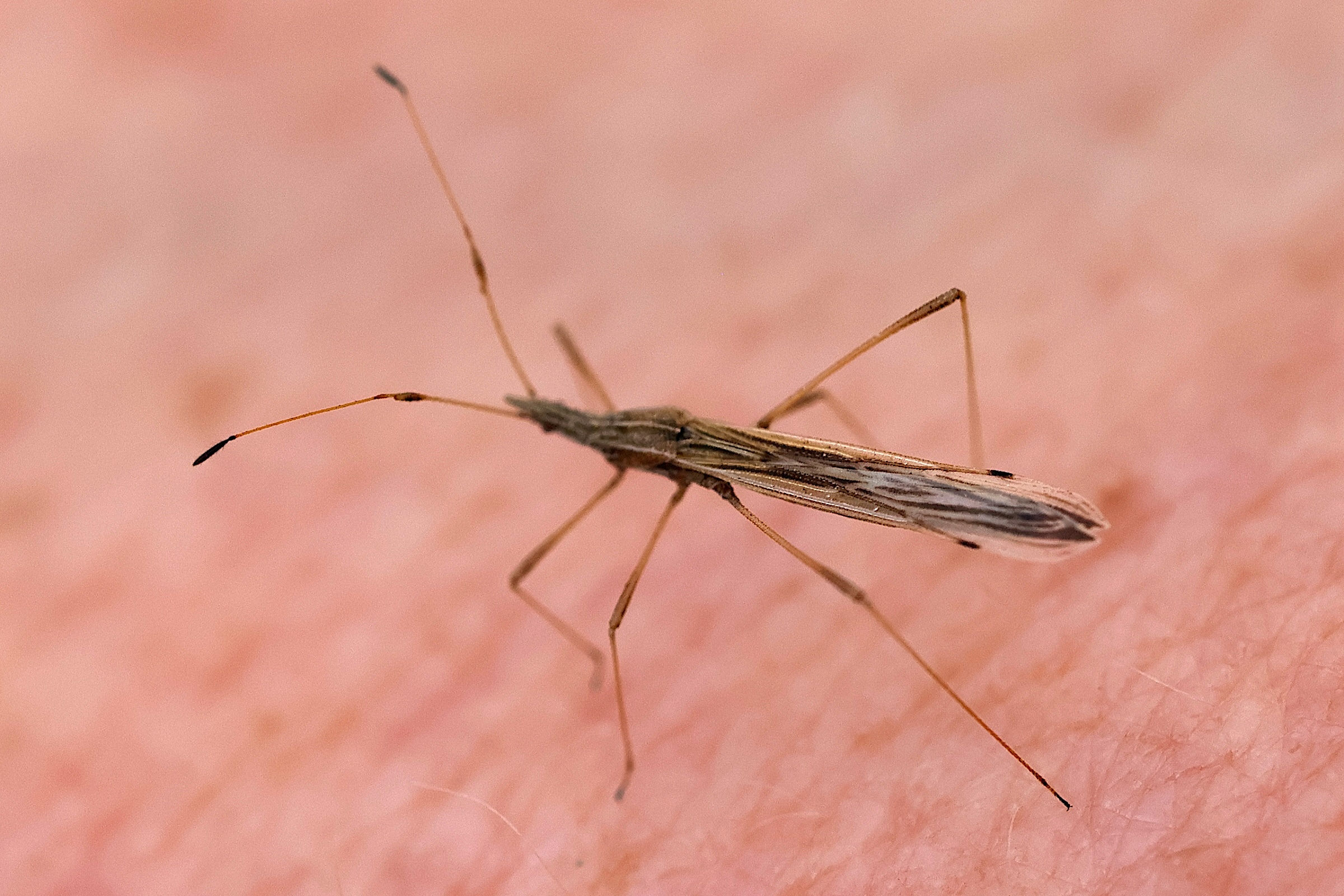 neides_tipularius1md