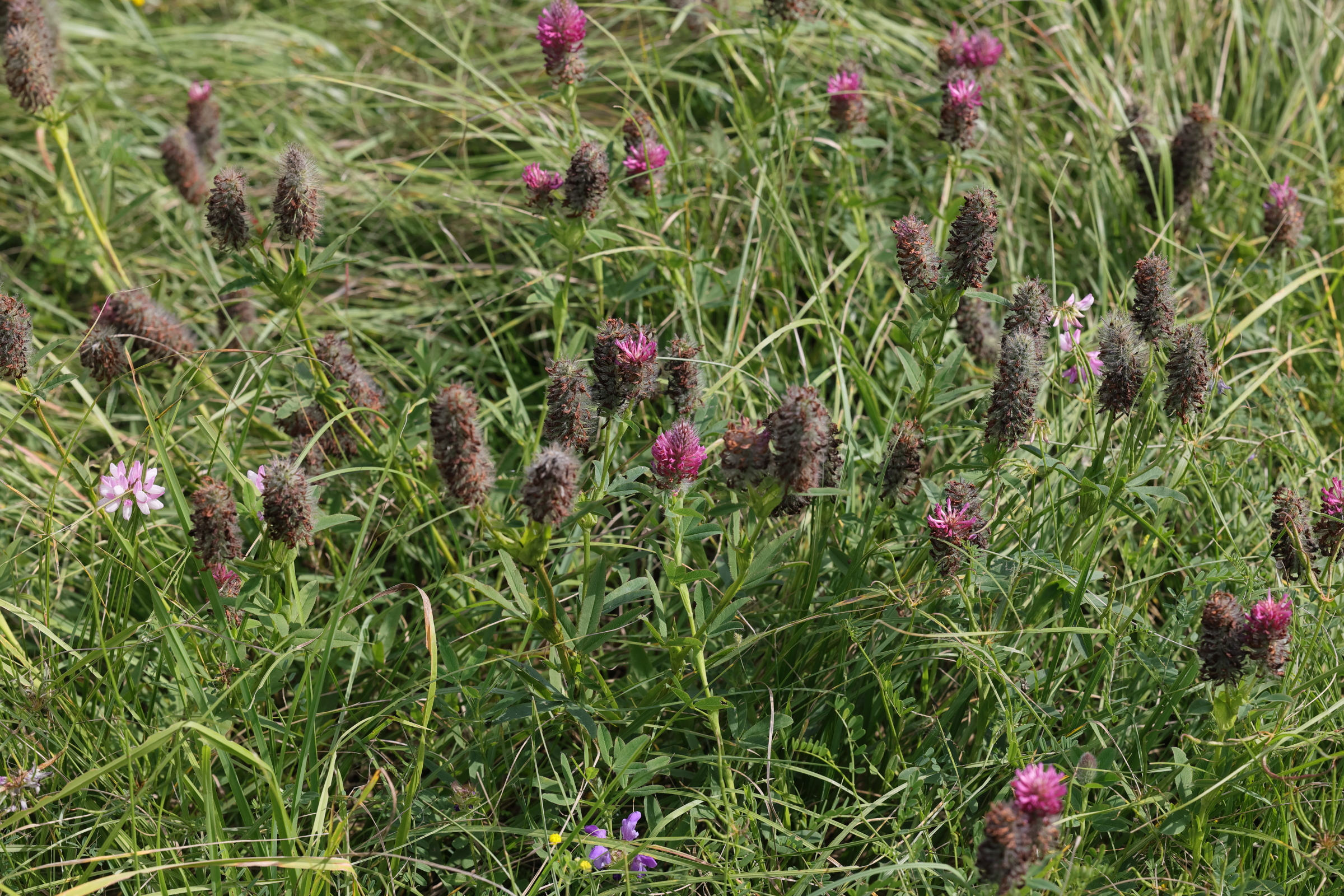 Afficher le média trifolium_rubens1md trifolium_rubens1md