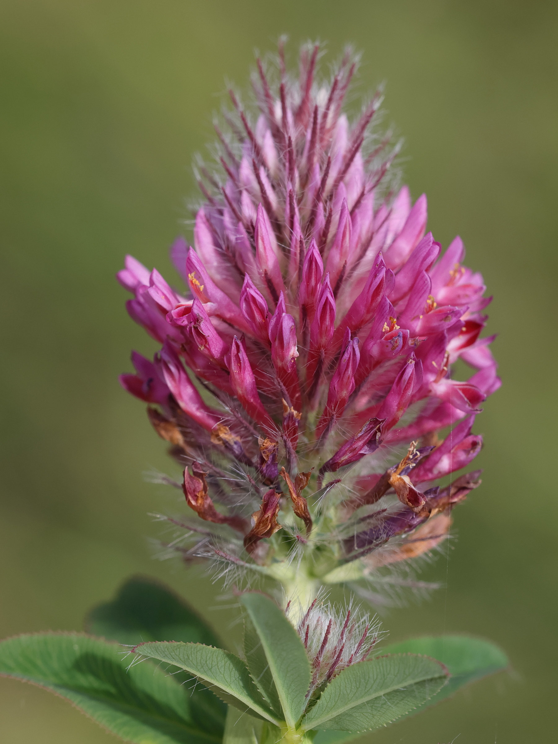 Afficher le média trifolium_rubens3md trifolium_rubens3md