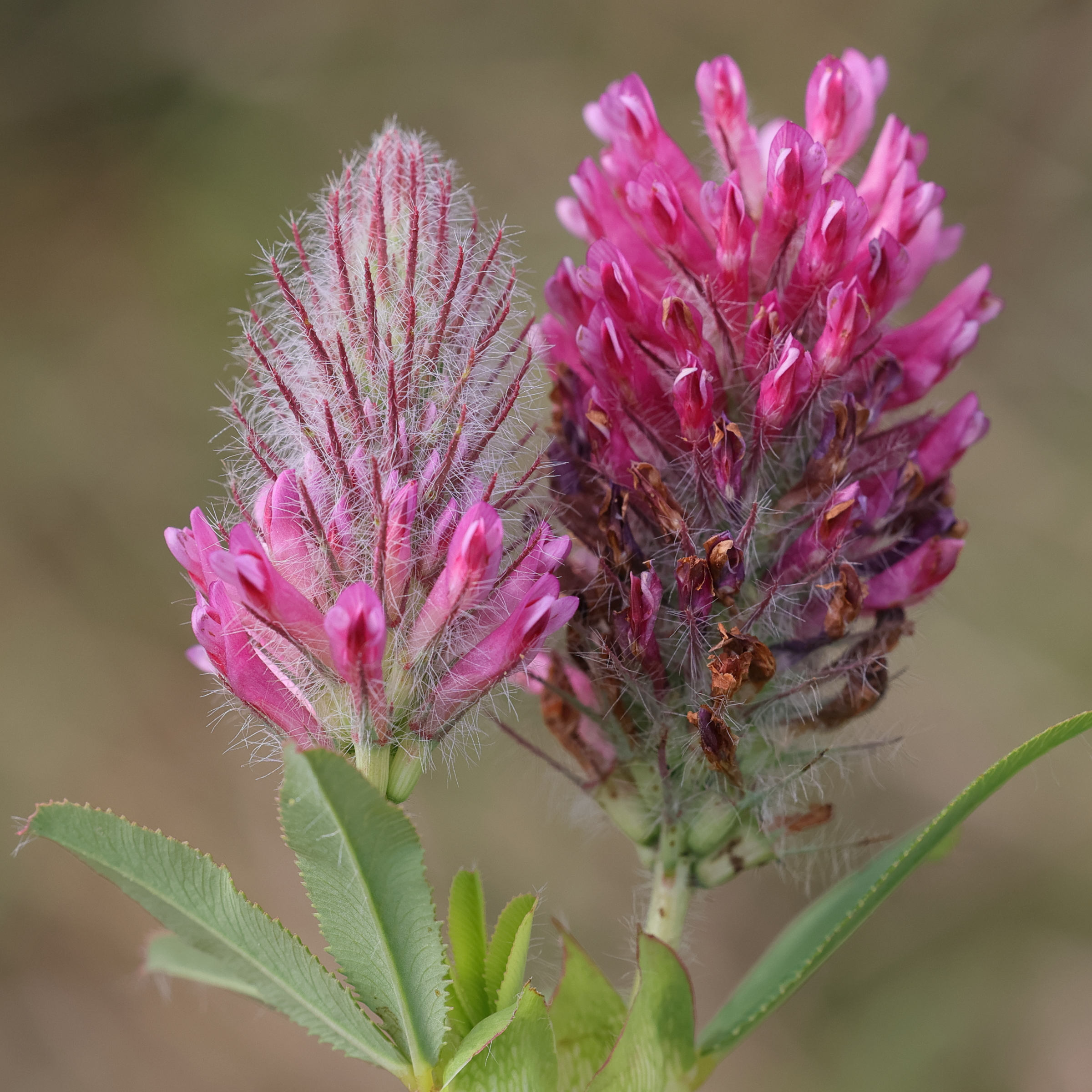 Afficher le média trifolium_rubens6md trifolium_rubens6md