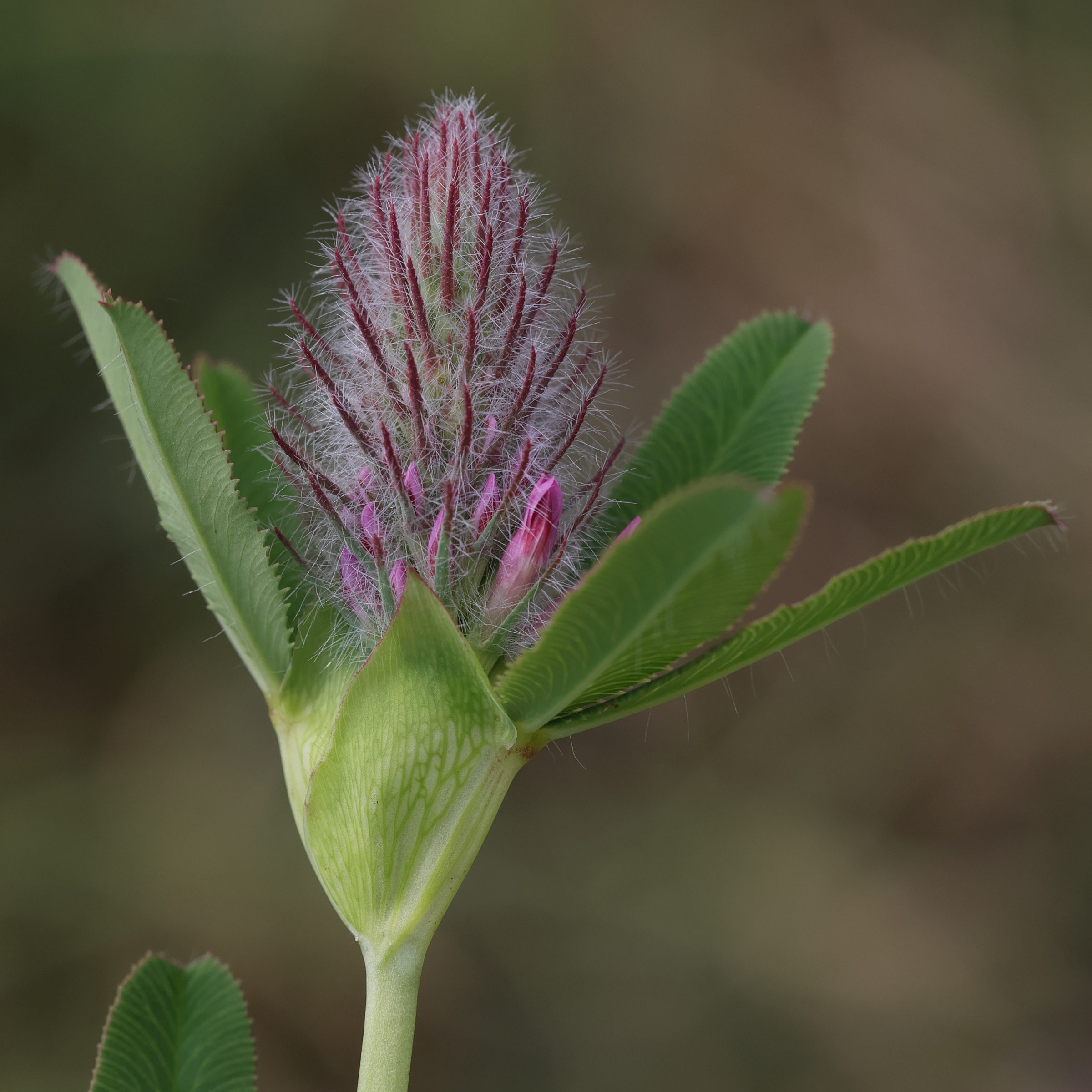Afficher le média trifolium_rubens7md trifolium_rubens7md