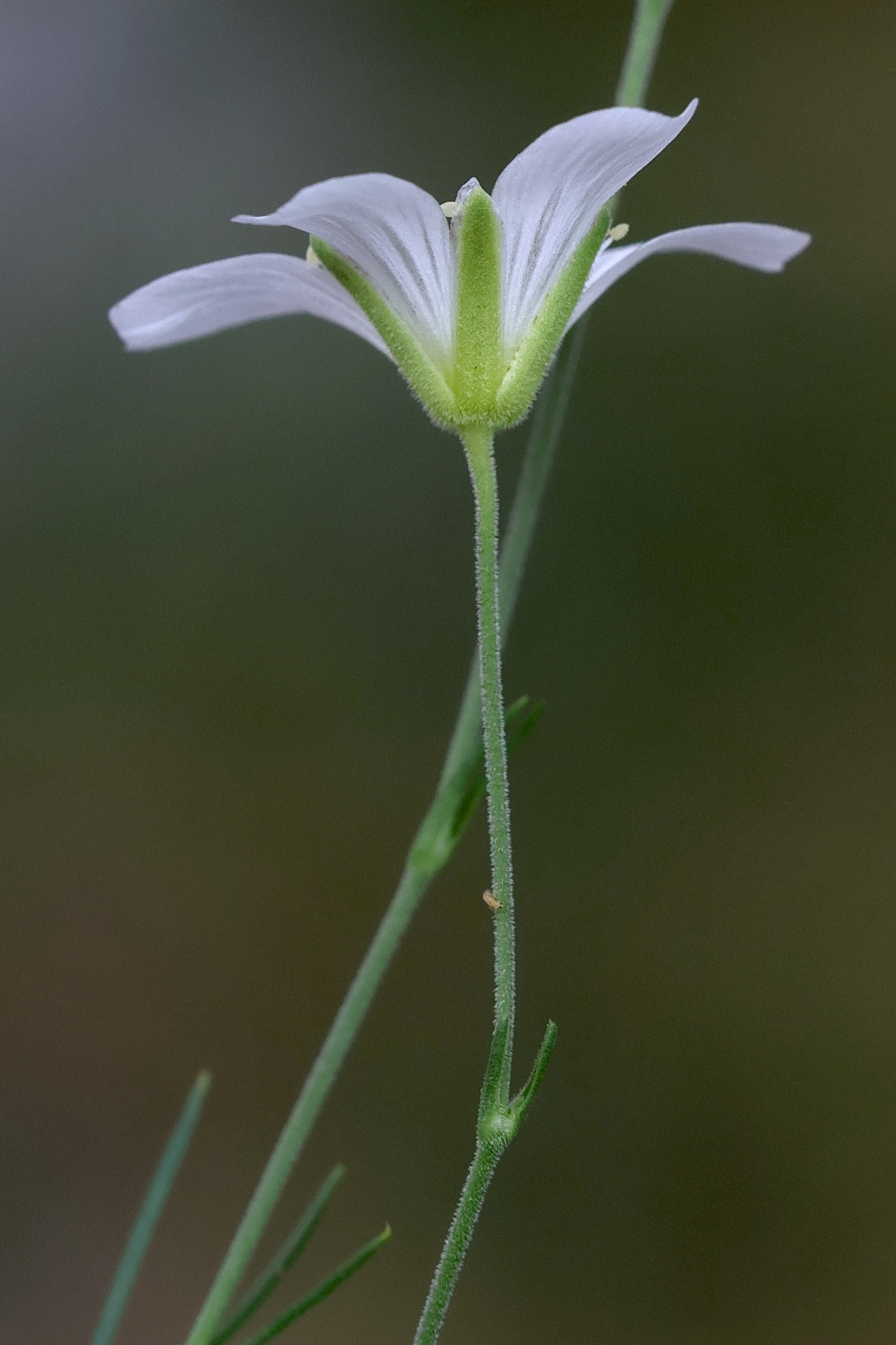 cherleria_laricifolia3md