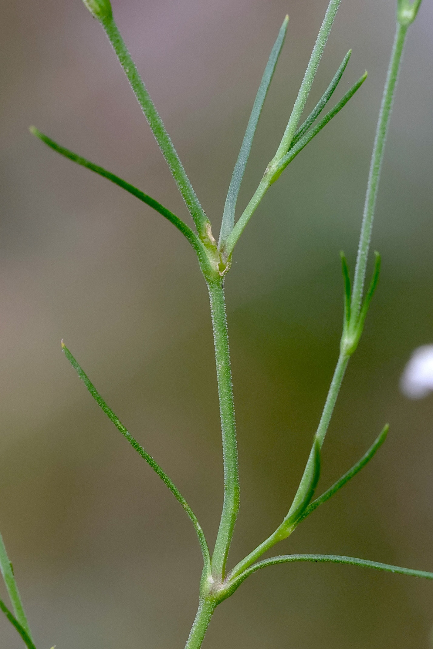 cherleria_laricifolia4md