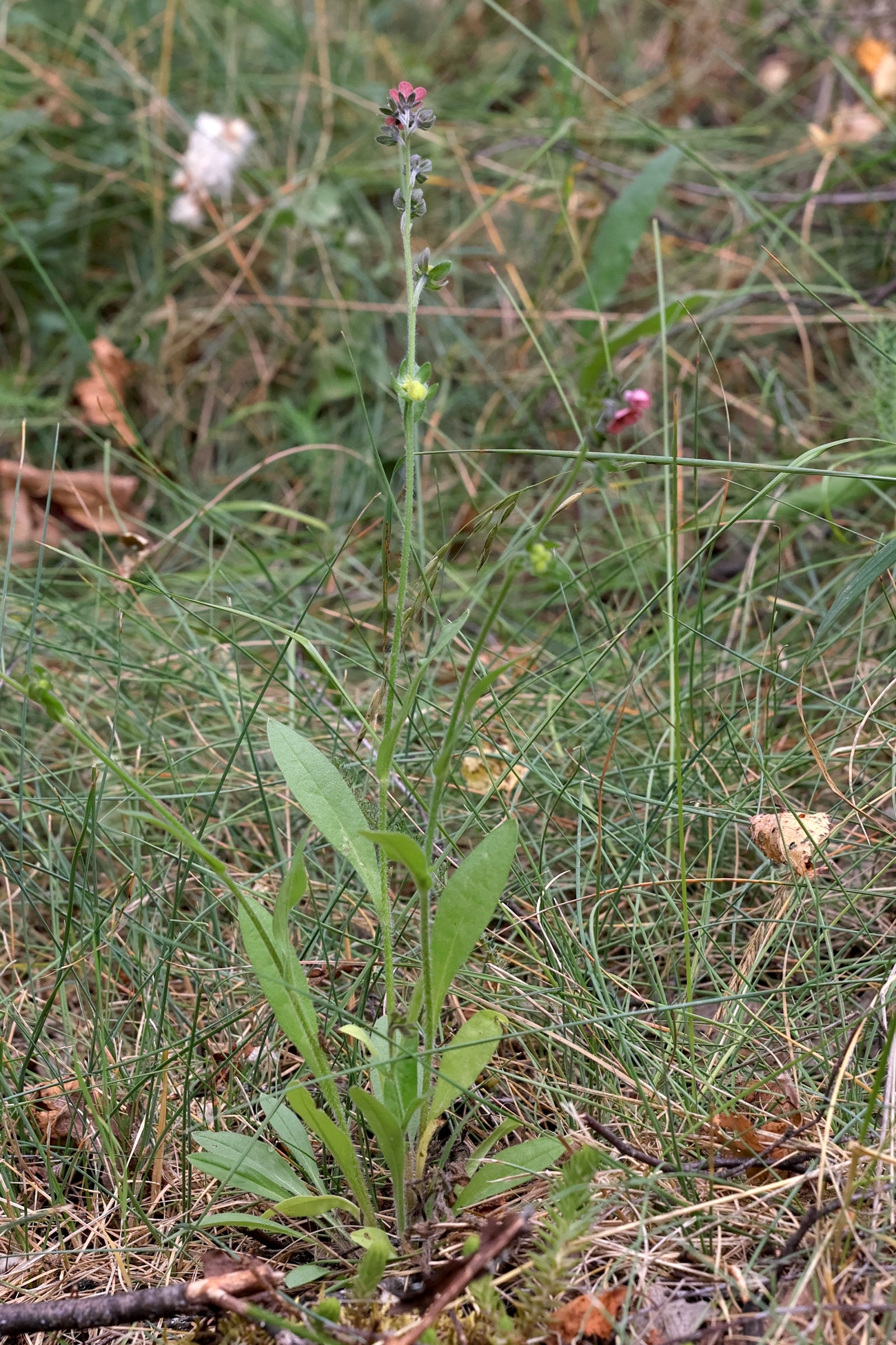 Afficher le média cynoglossum_montanum1md cynoglossum_montanum1md