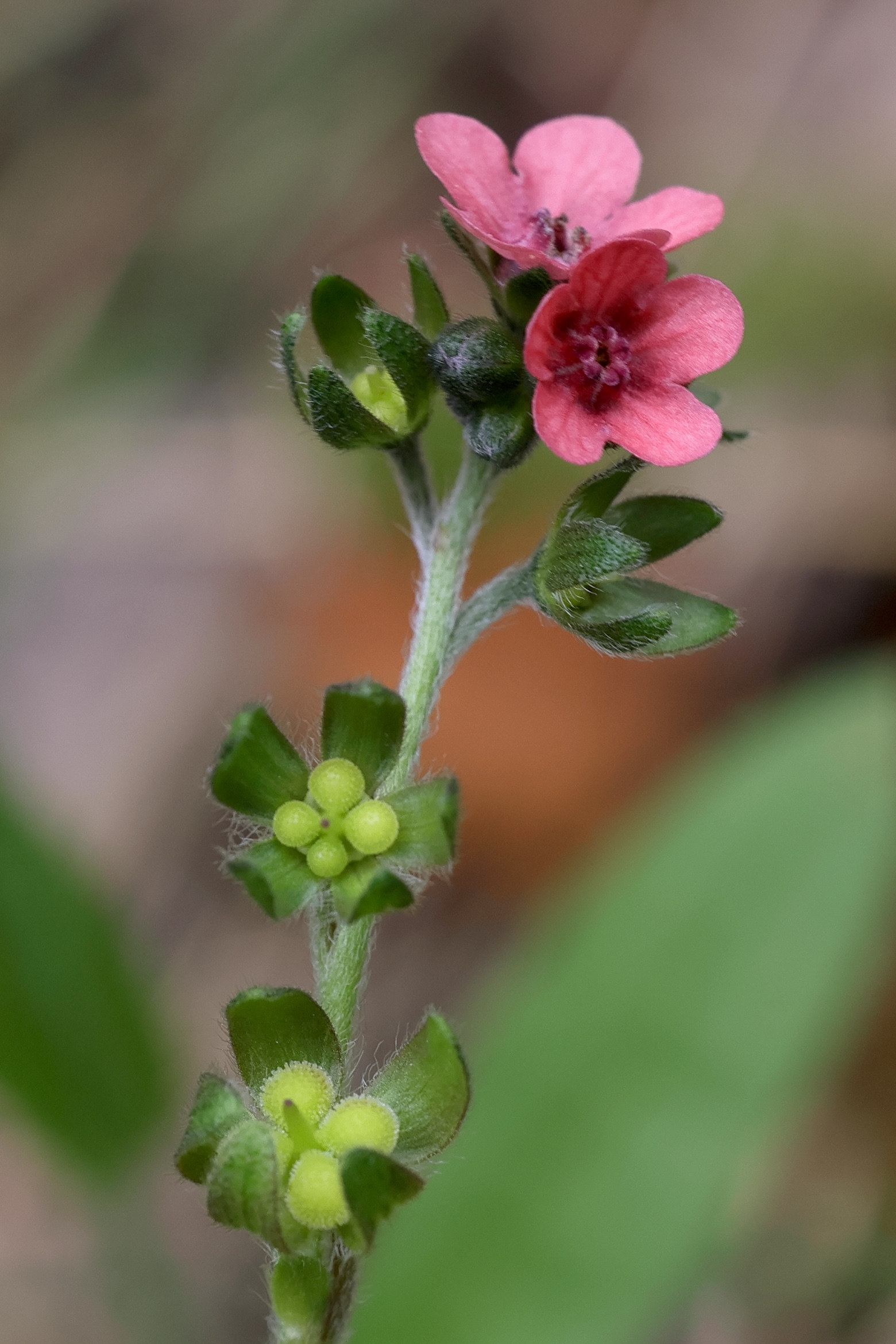 Afficher le média cynoglossum_montanum2md cynoglossum_montanum2md