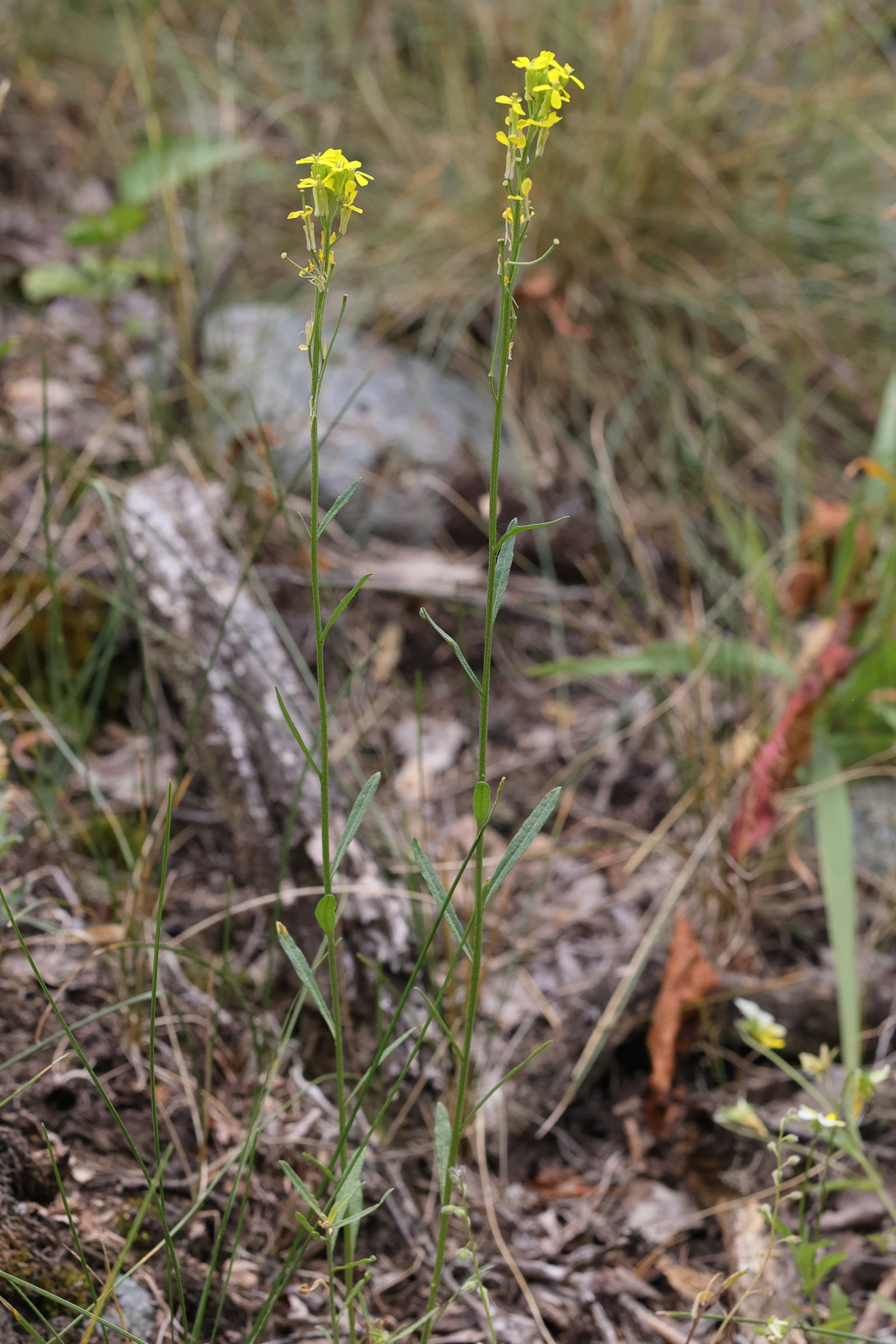 Afficher le média erysimum_cheiranthoides2md erysimum_cheiranthoides2md