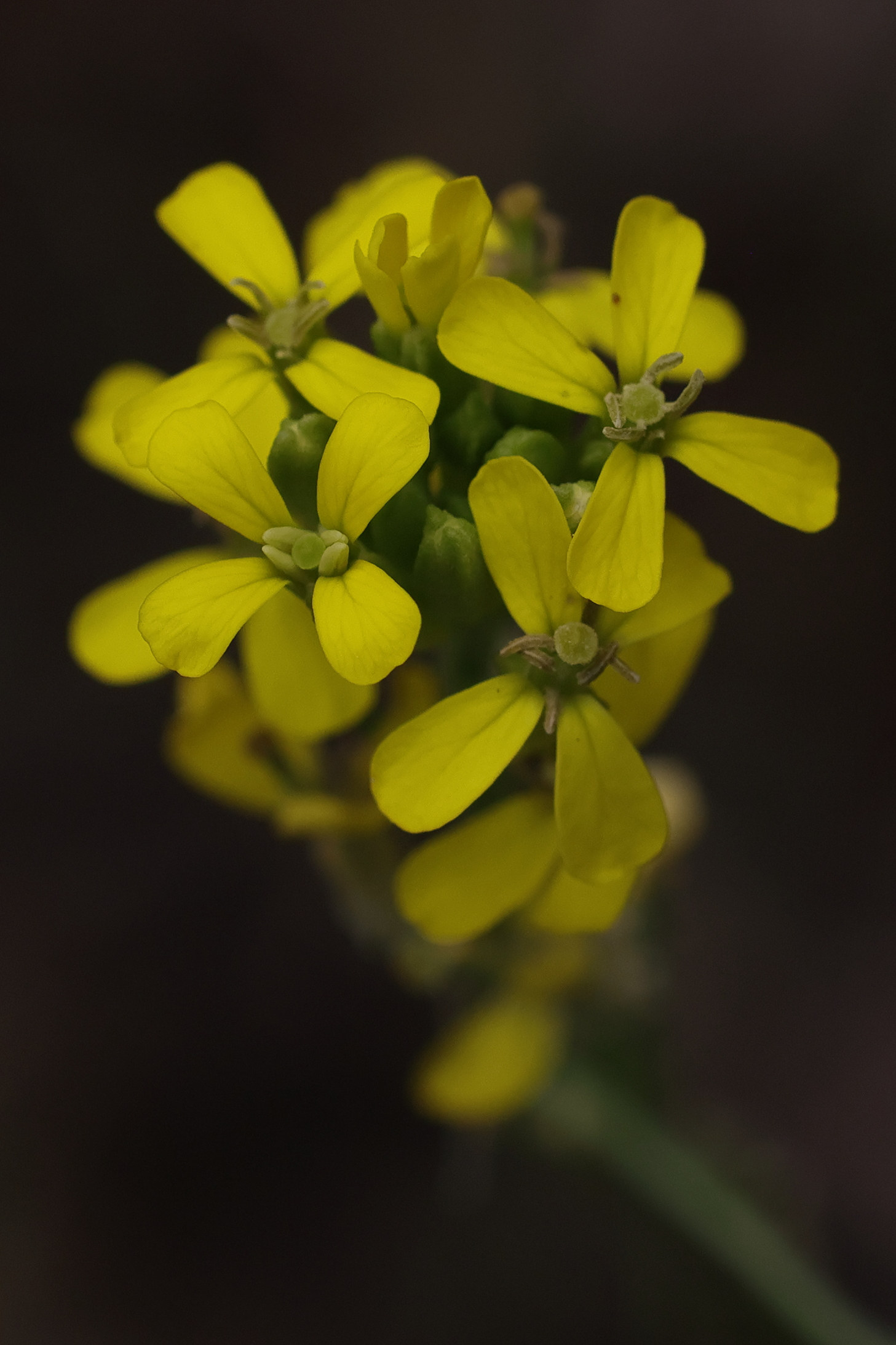 Afficher le média erysimum_cheiranthoides3md erysimum_cheiranthoides3md