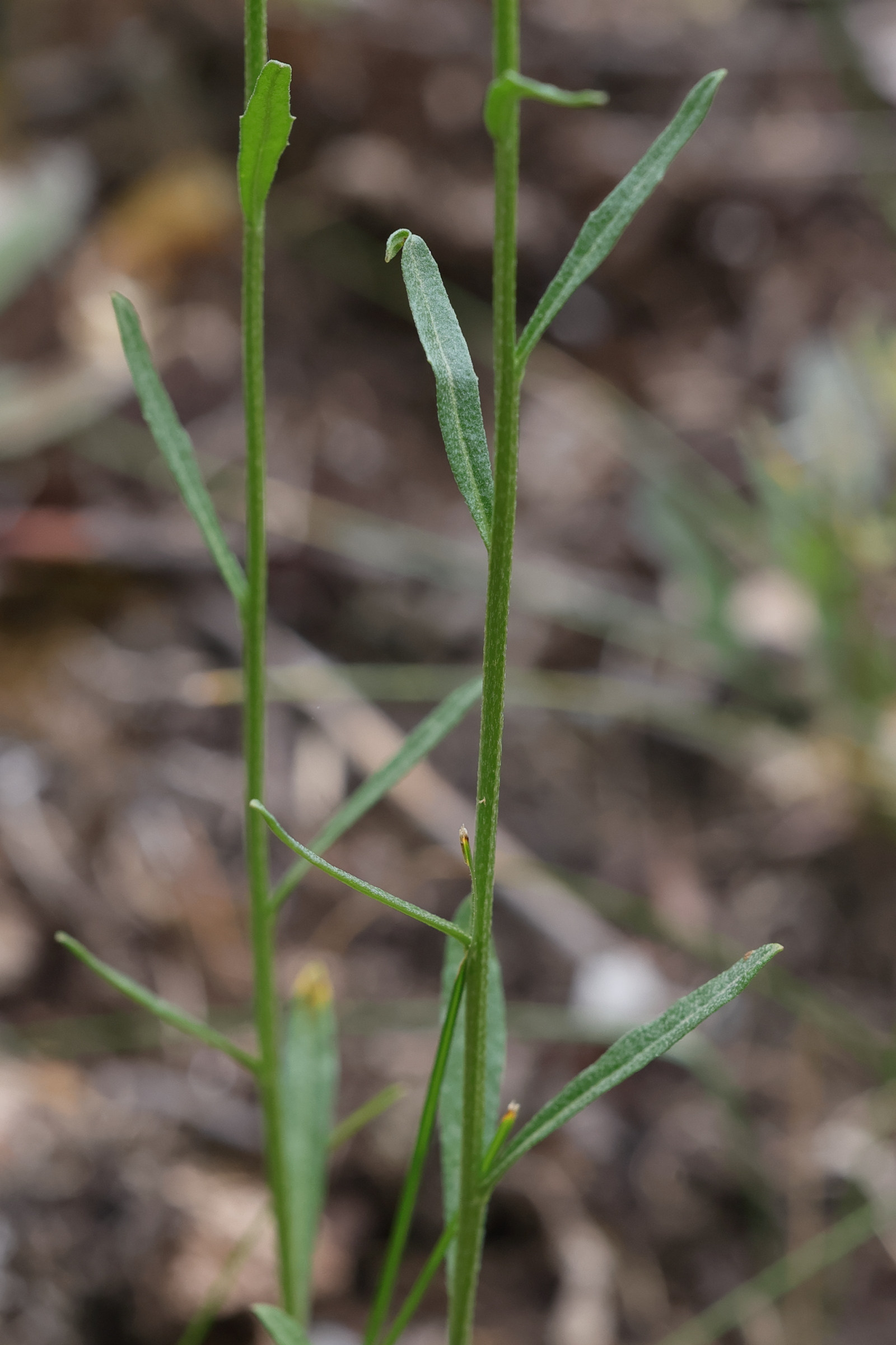 Afficher le média erysimum_cheiranthoides4md erysimum_cheiranthoides4md