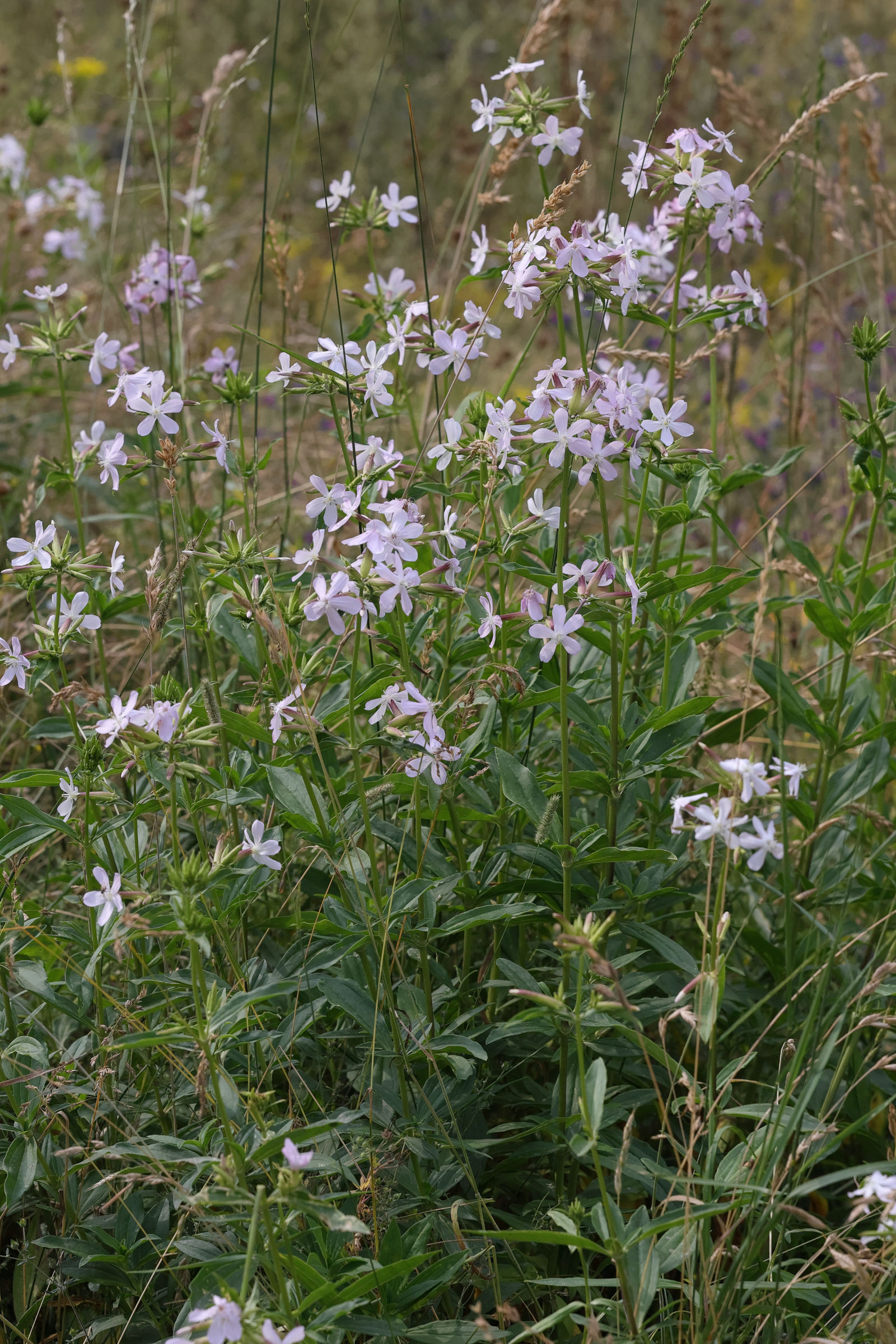 Afficher le média saponaria_officinalis1md saponaria_officinalis1md
