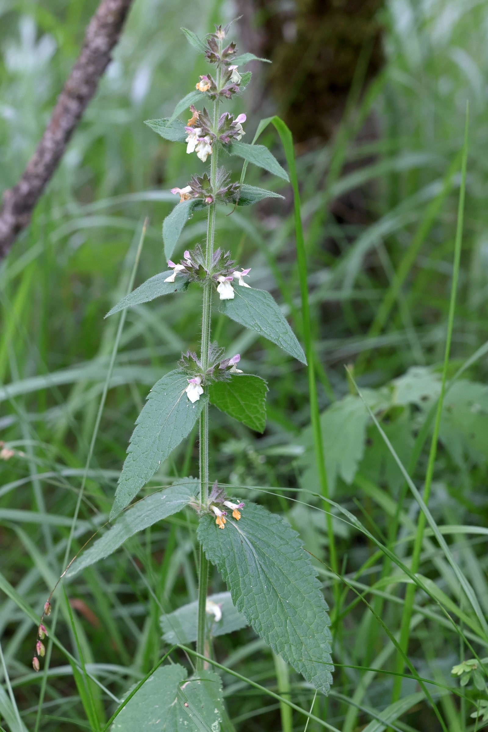 Afficher le média stachys_alpina3md stachys_alpina3md