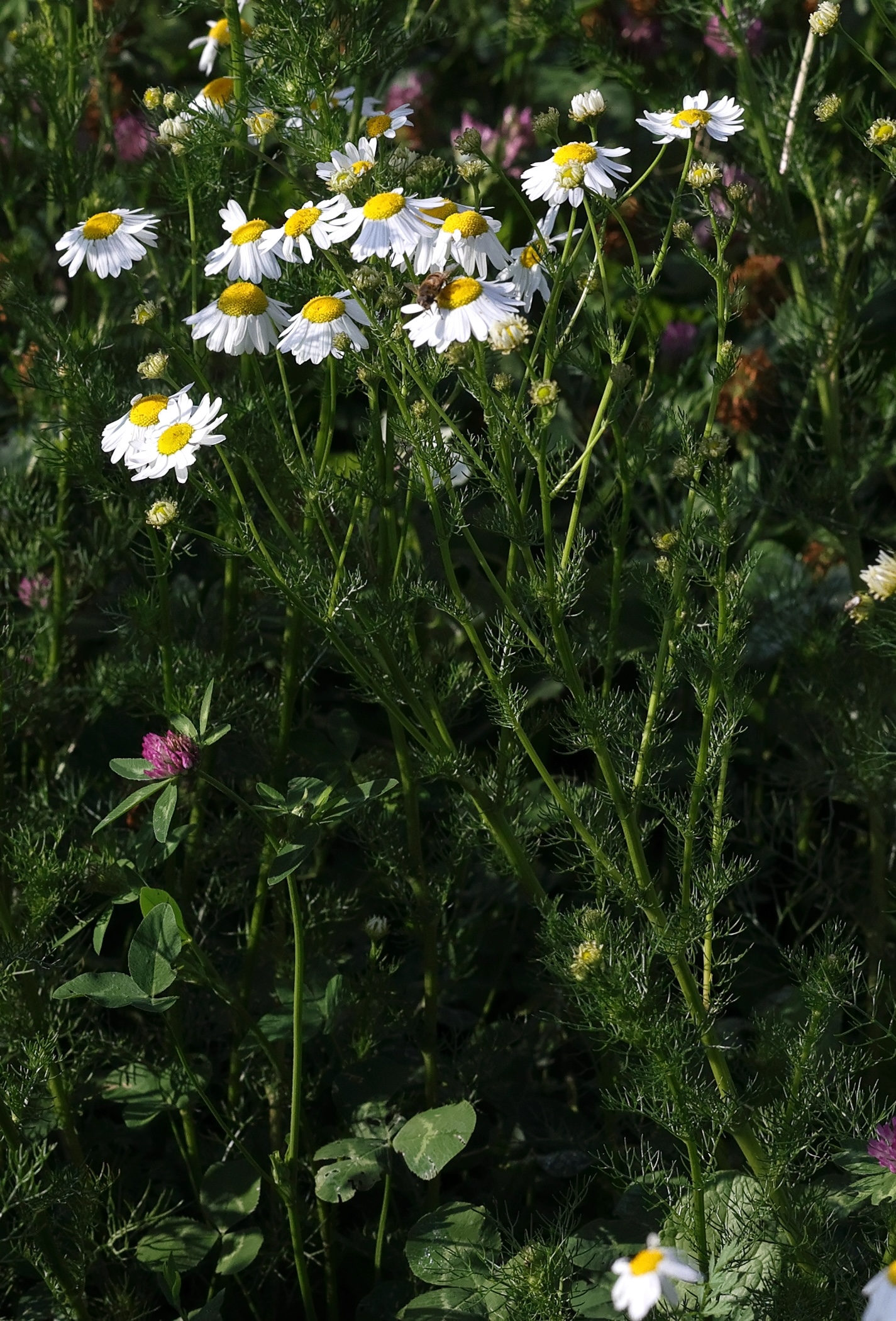 Afficher le média tripleurospermum_inodorum1md tripleurospermum_inodorum1md