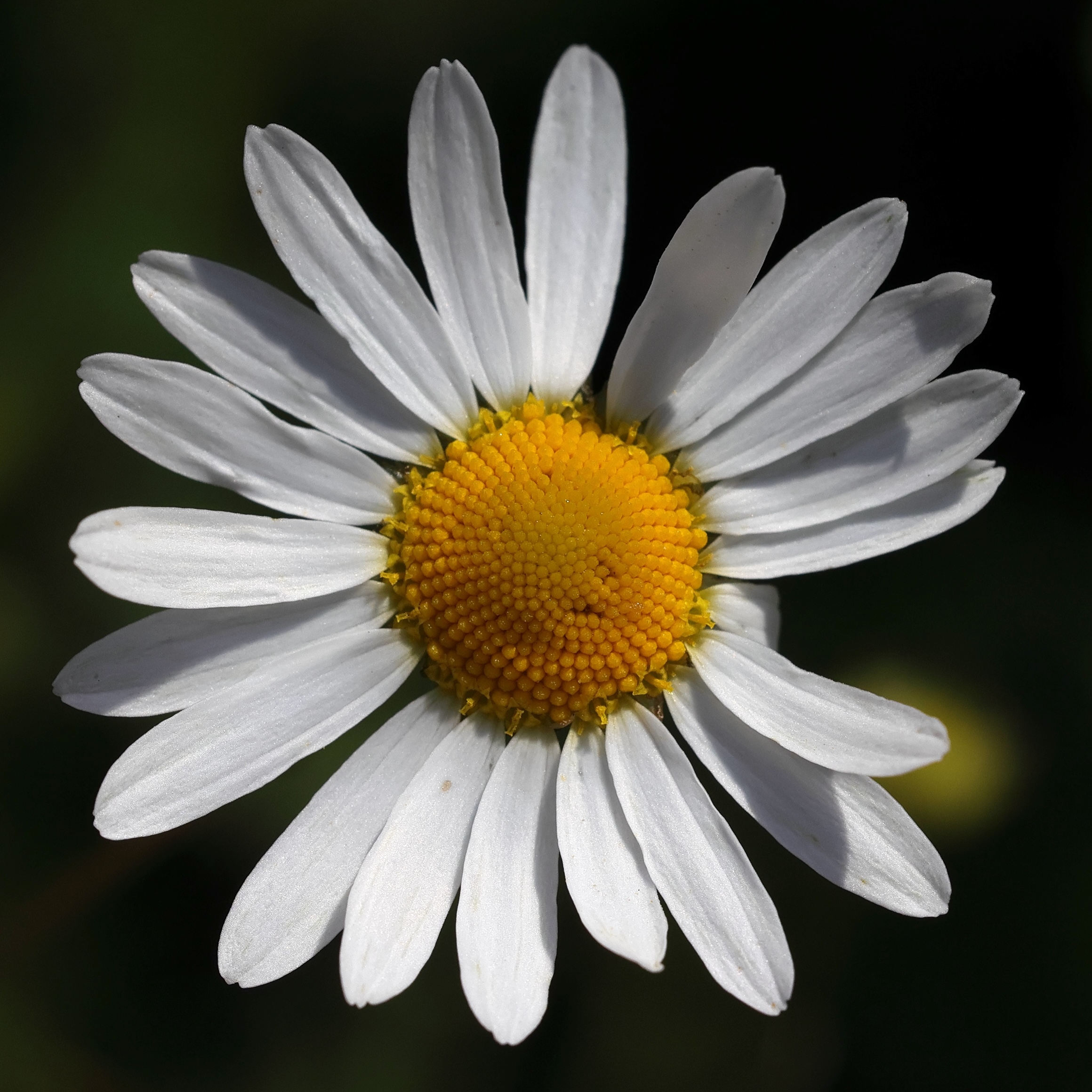 Afficher le média tripleurospermum_inodorum2md tripleurospermum_inodorum2md
