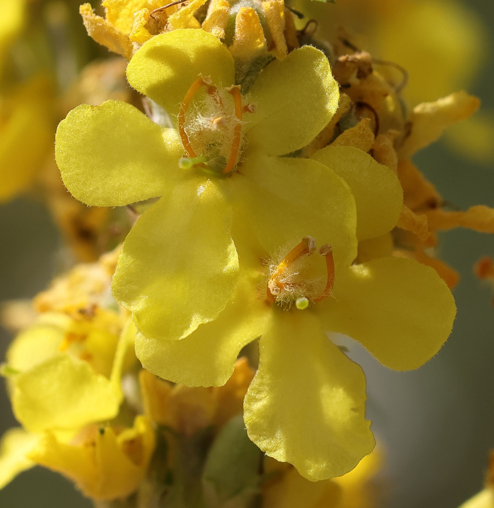verbascum_lychnitis5md