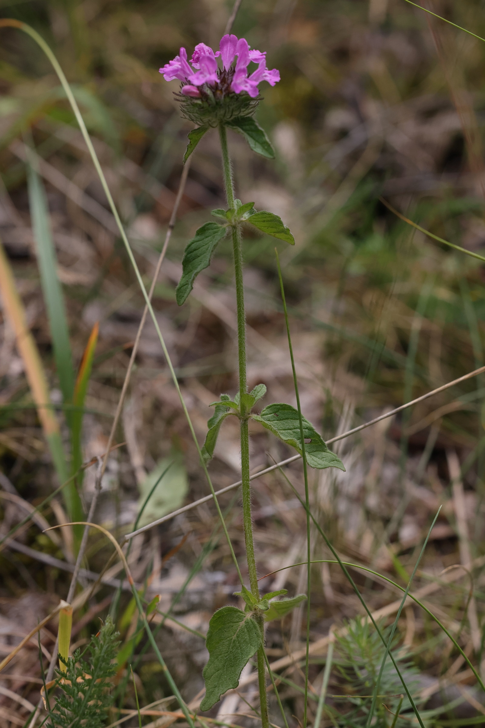 clinopodium_vulgare1md