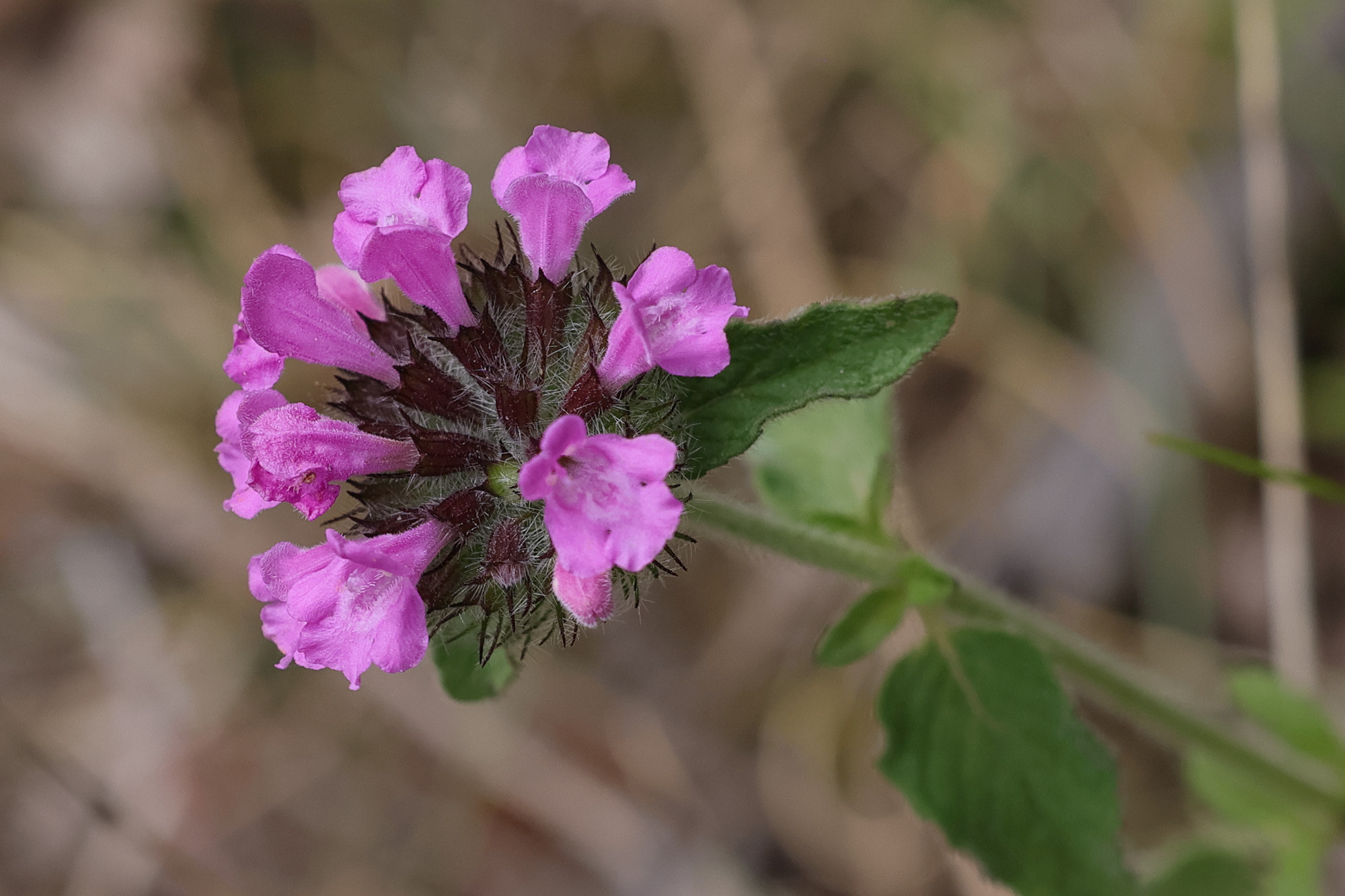 clinopodium_vulgare2md