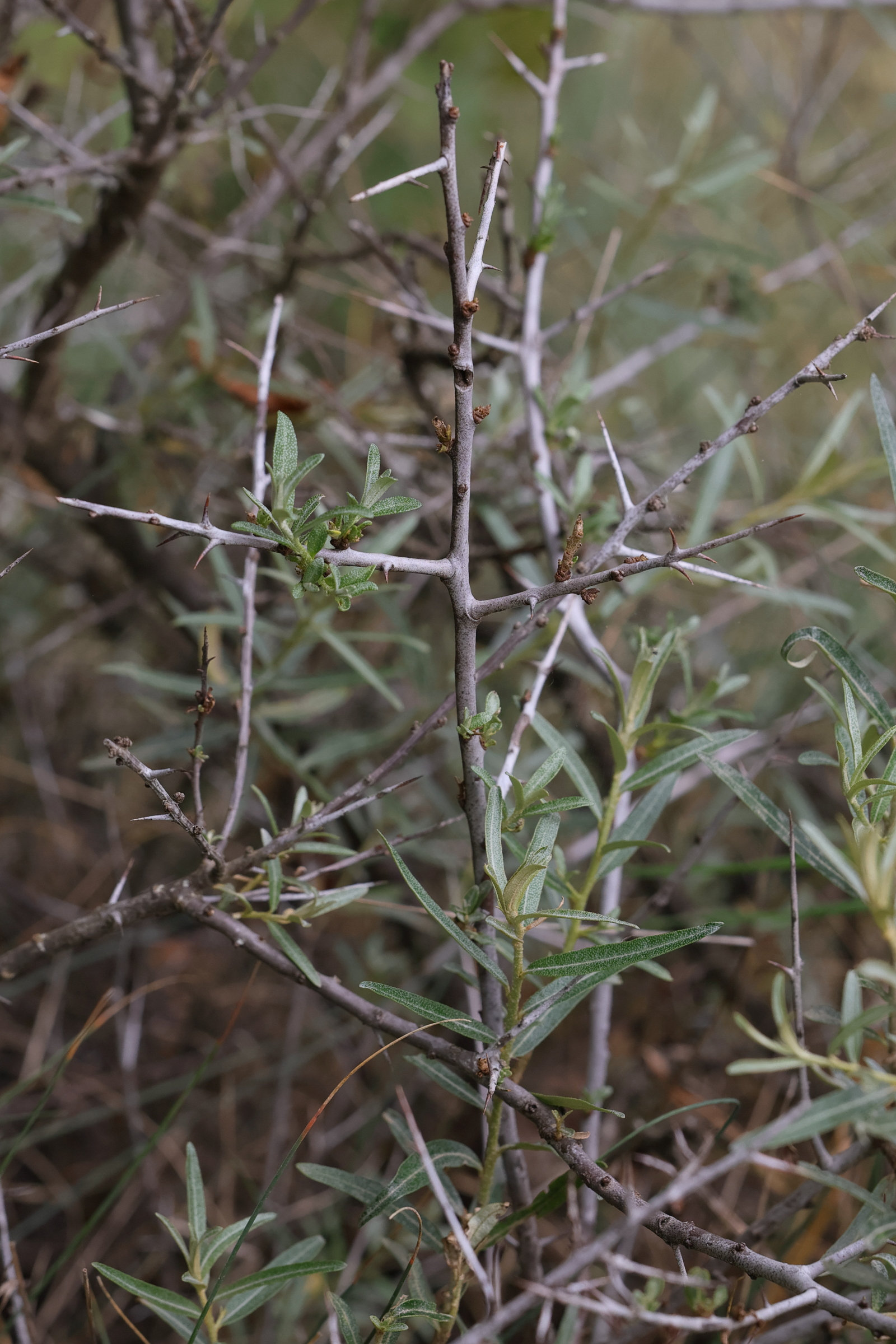 Afficher le média hippophae_rhamnoides_fluviatilis4md hippophae_rhamnoides_fluviatilis4md