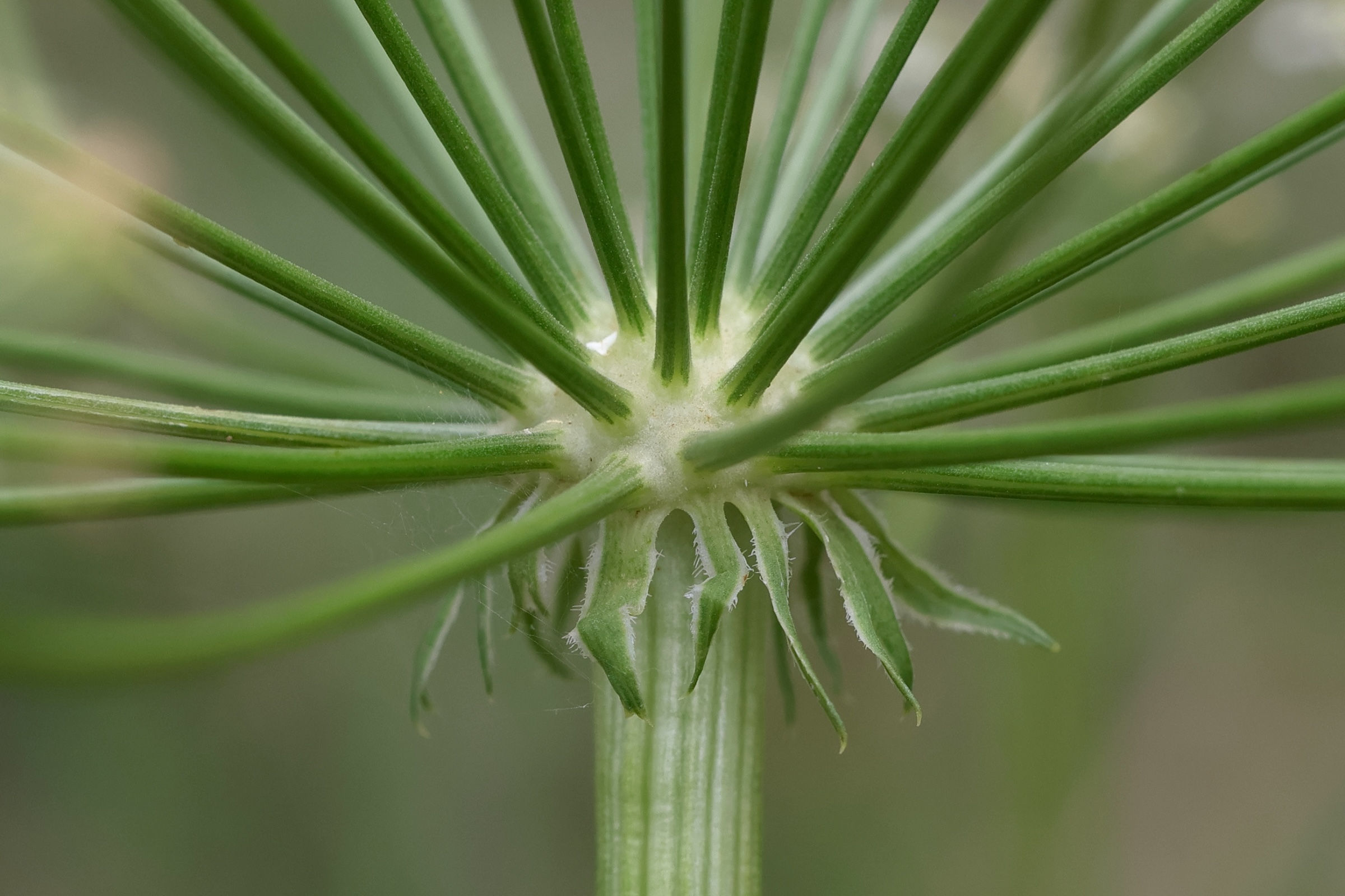 laserpitium_gallicum8md