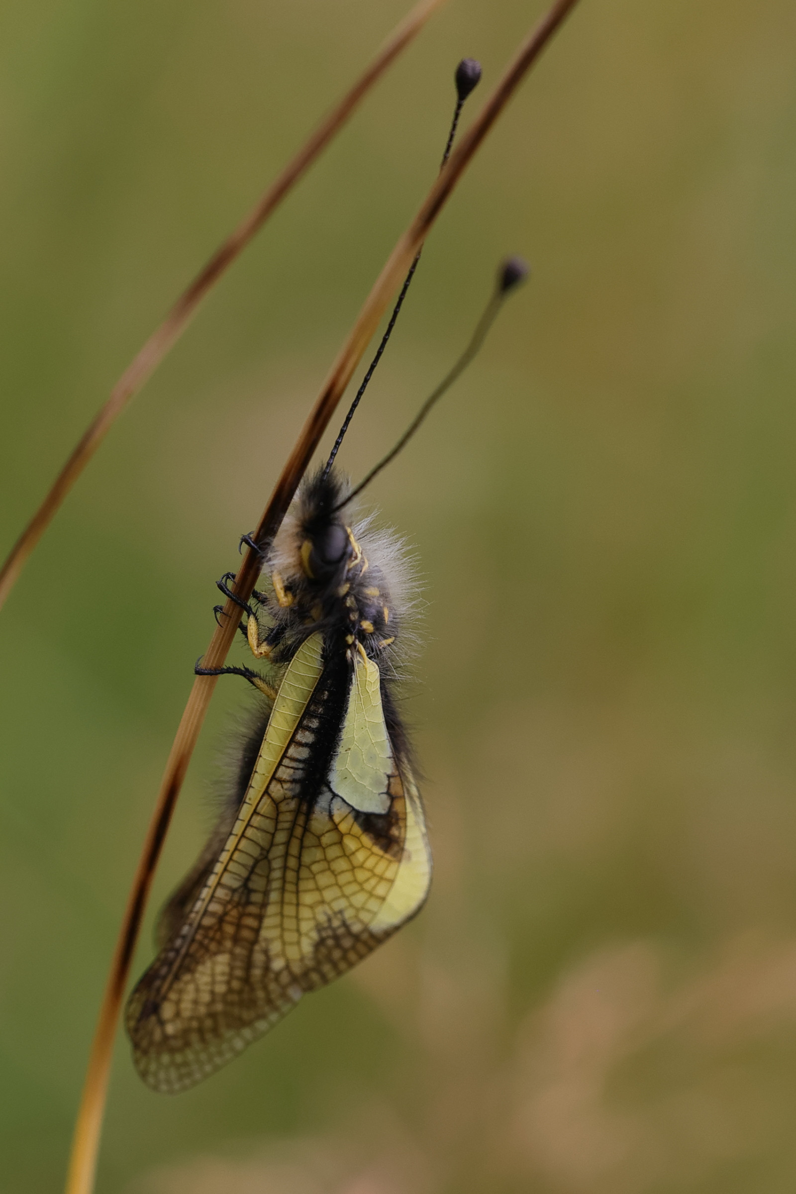 libelloides_coccajus7md