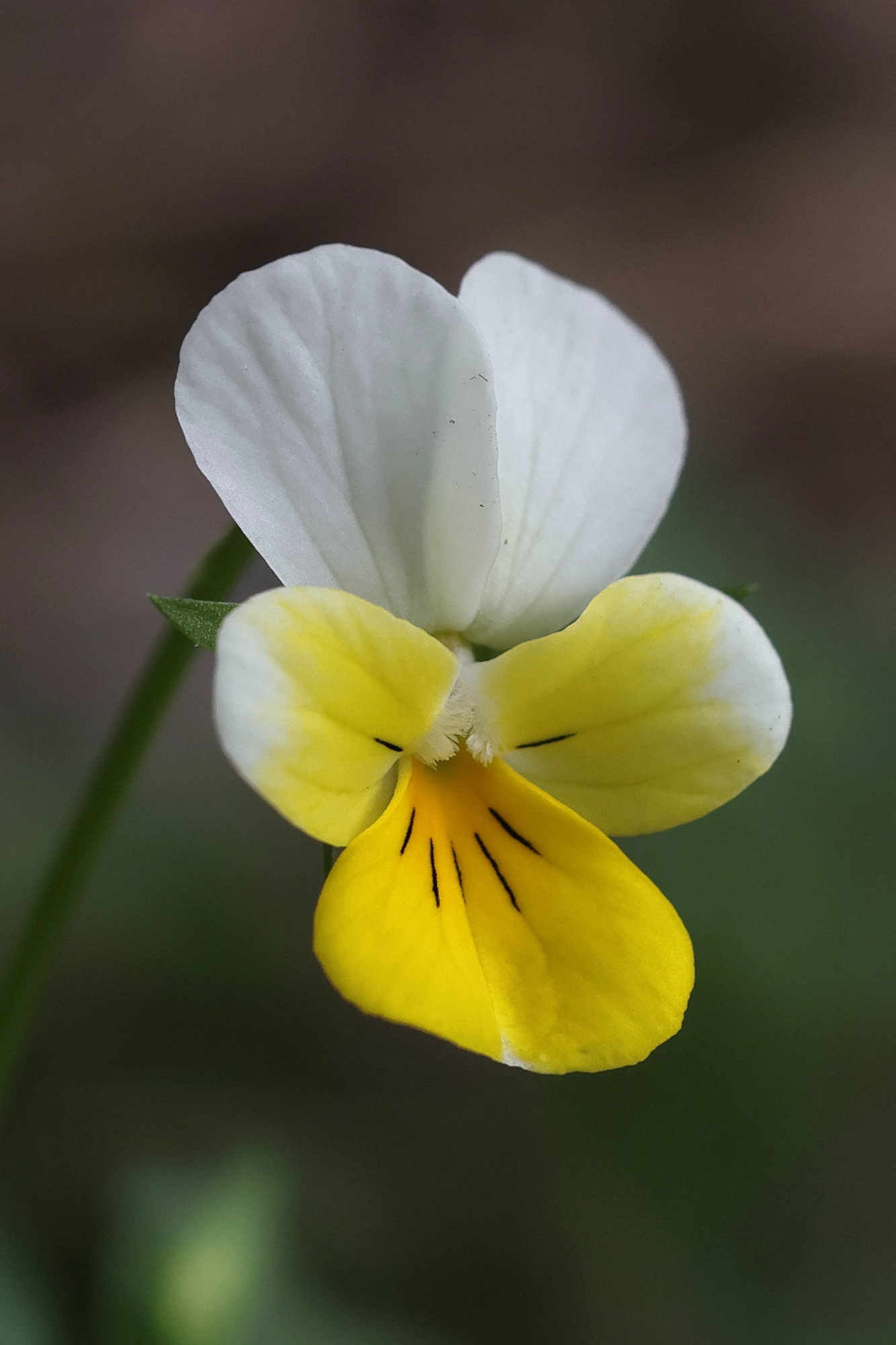 viola_tricolor_subalpina4md