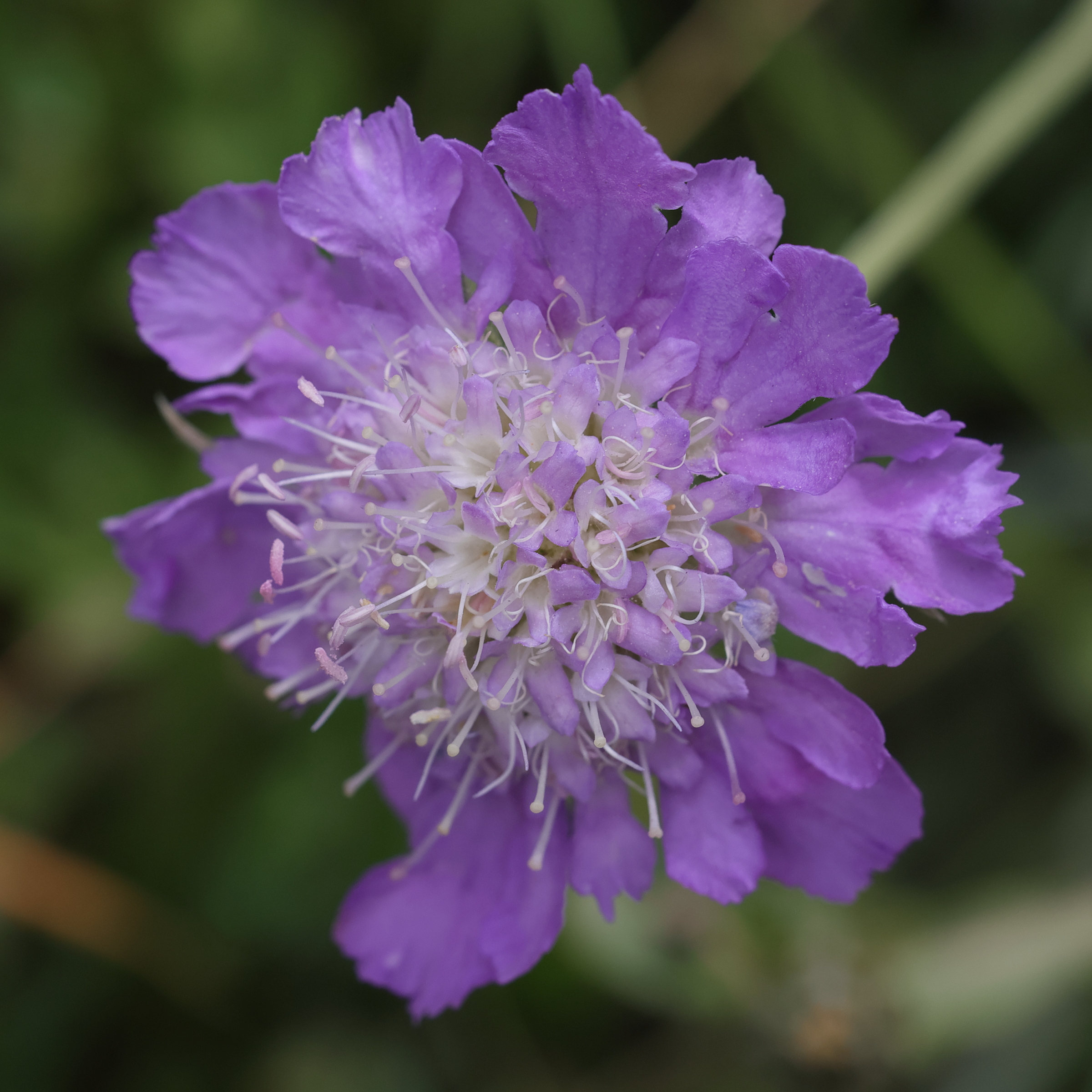 Afficher le média lomelosia_graminifolia2md lomelosia_graminifolia2md