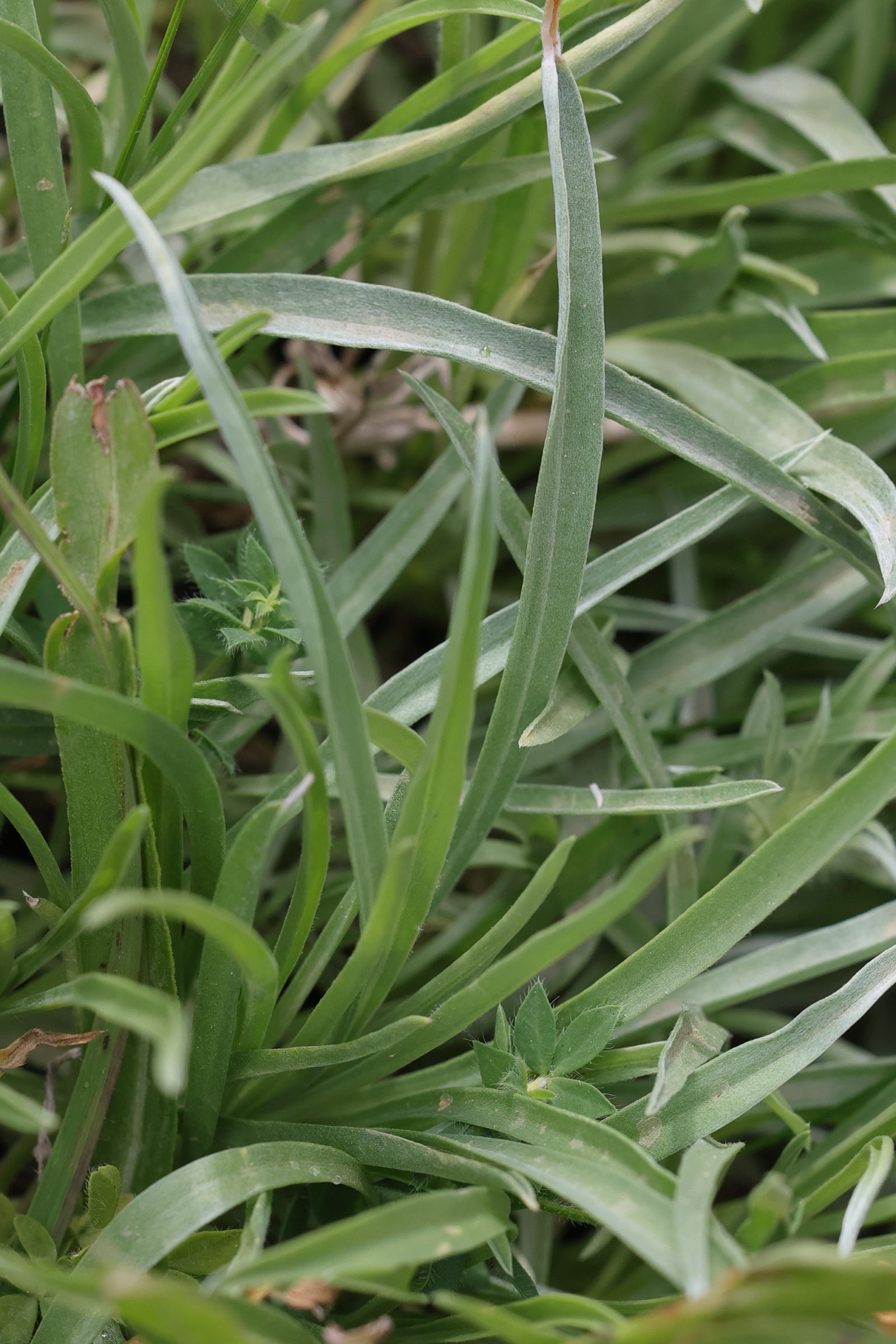 Afficher le média lomelosia_graminifolia4md lomelosia_graminifolia4md