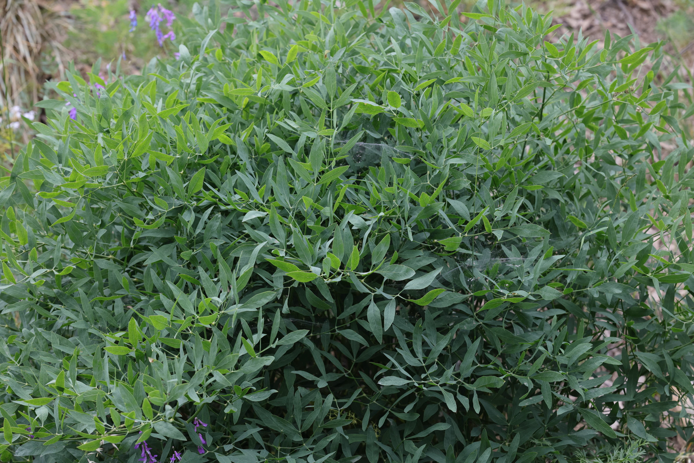 Afficher le média siler_montanum2md siler_montanum2md