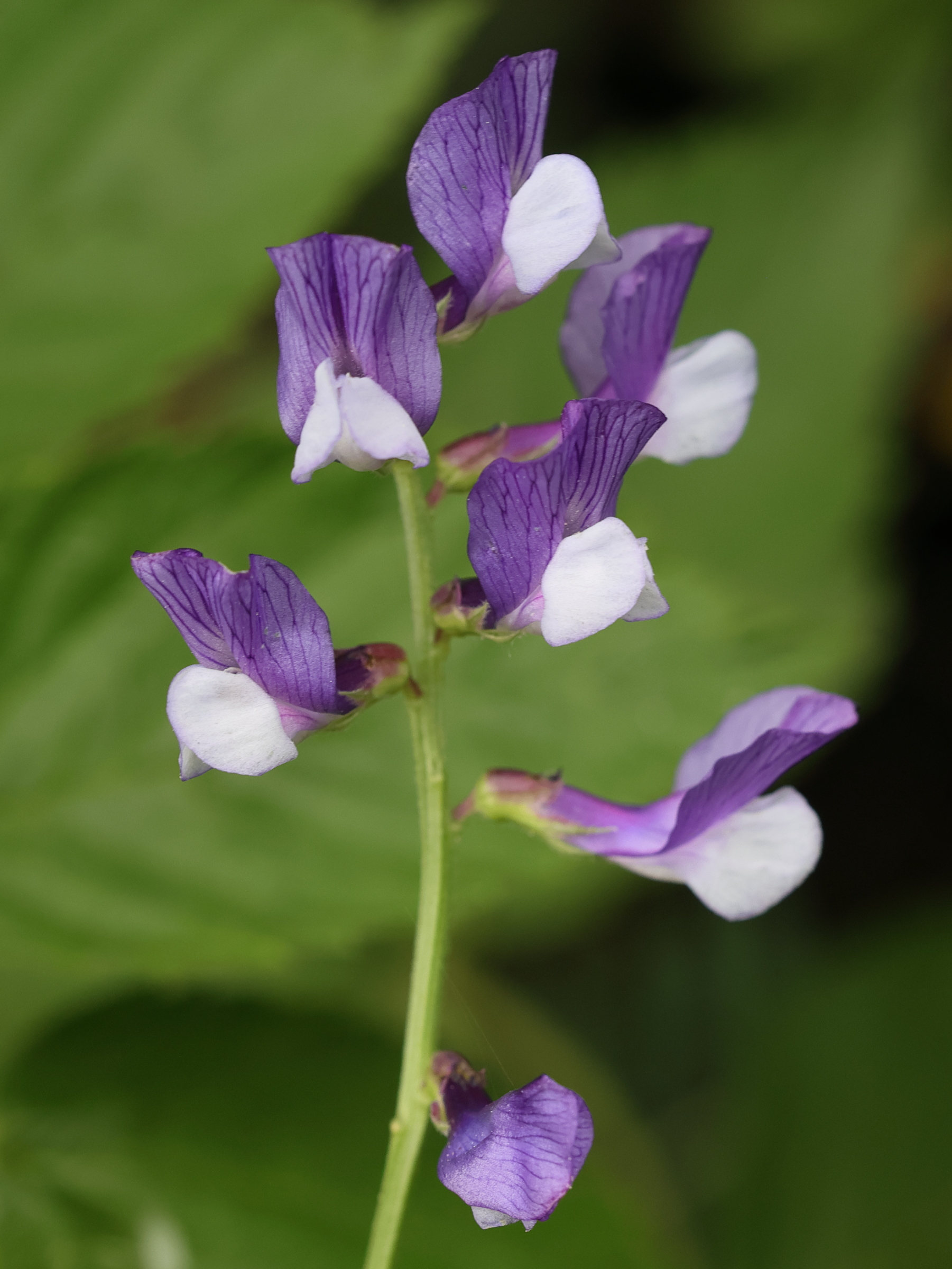 vicia_onobrychioides1md