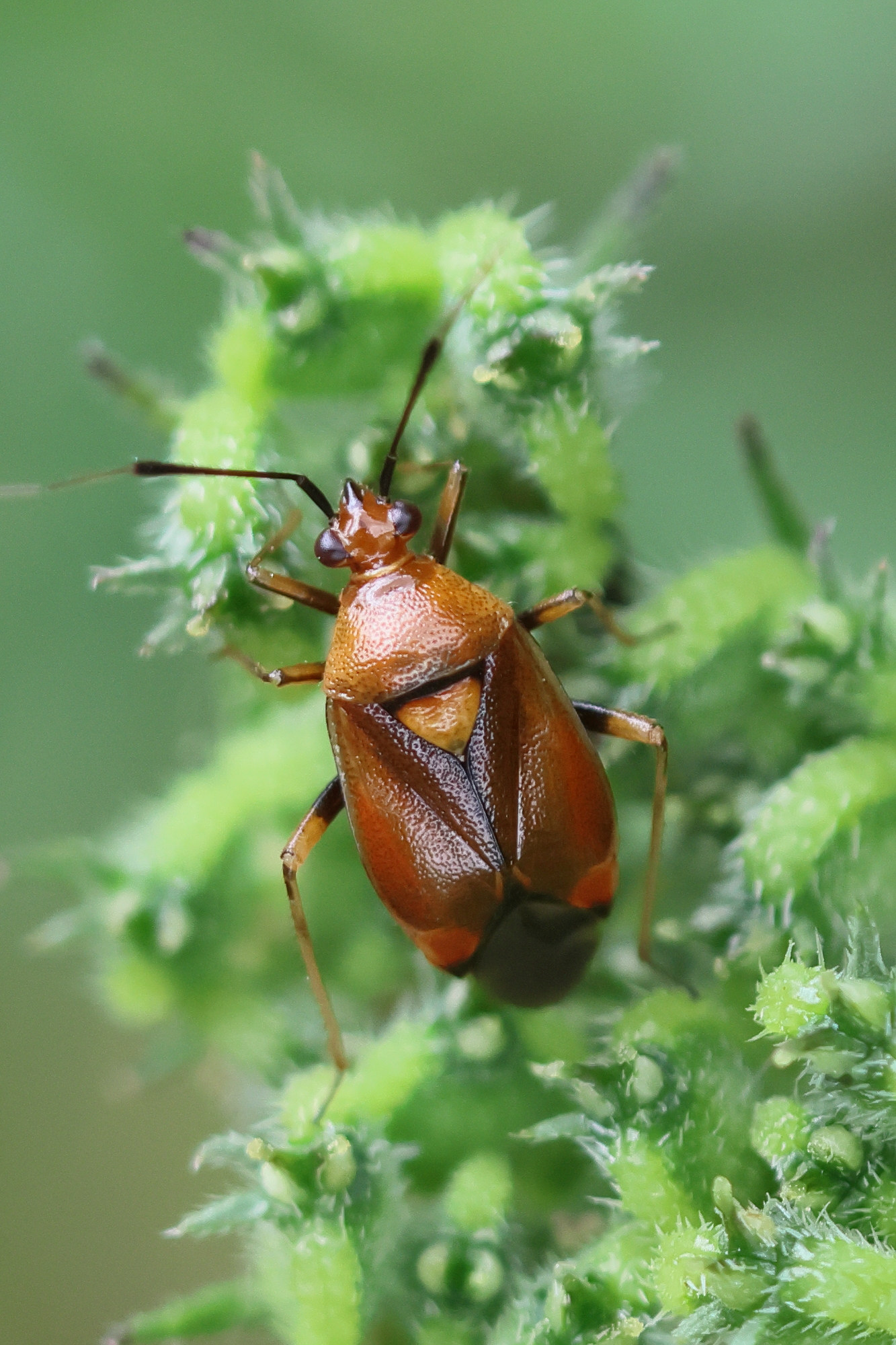 deraeocoris_ruber4bd