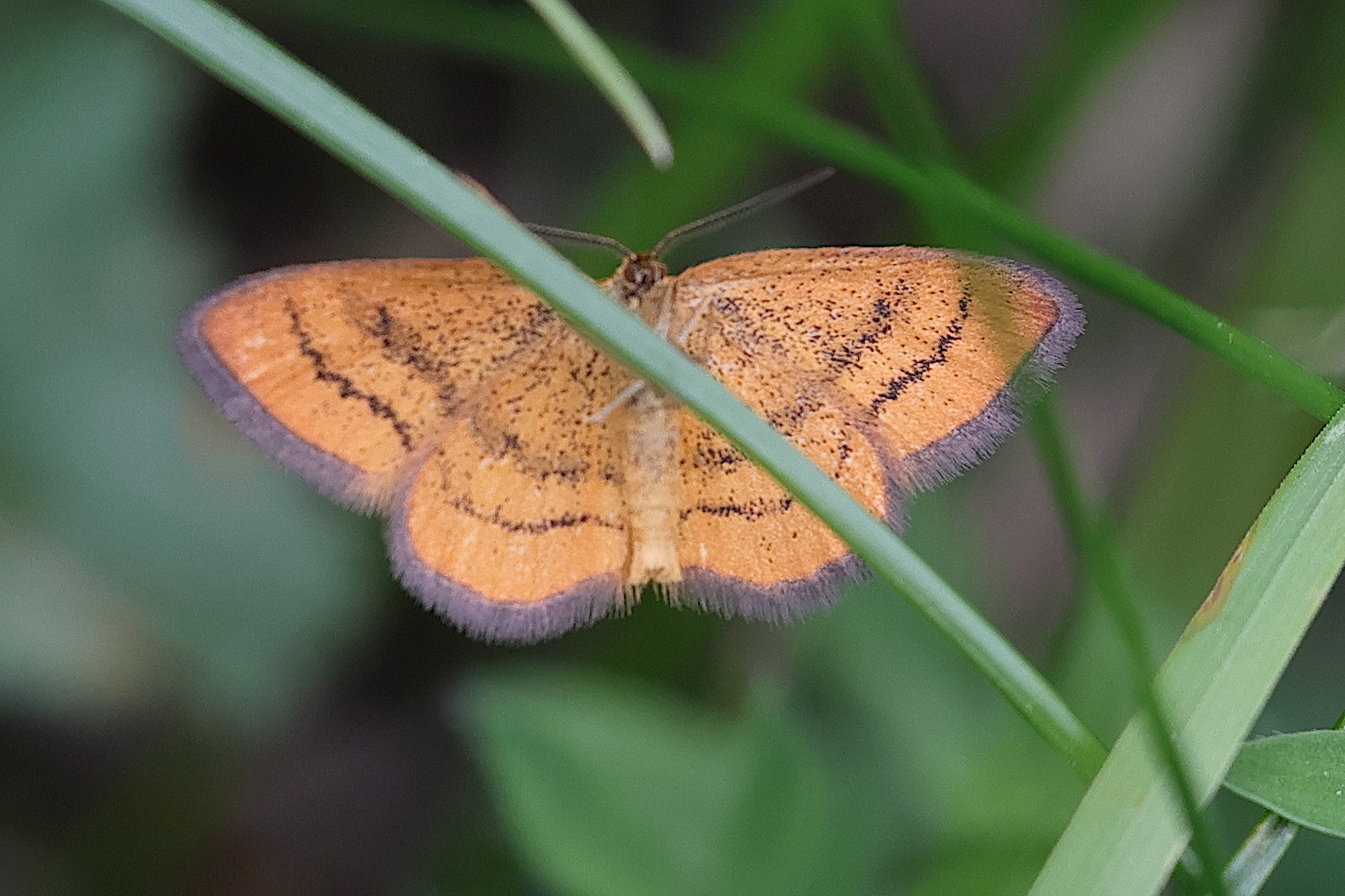 Afficher le média idaea_aureolaria1md idaea_aureolaria1md