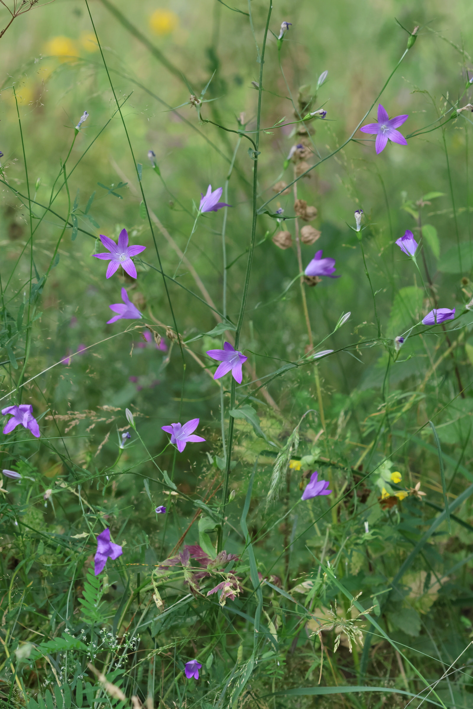 Afficher le média campanula_patula1bd campanula_patula1bd