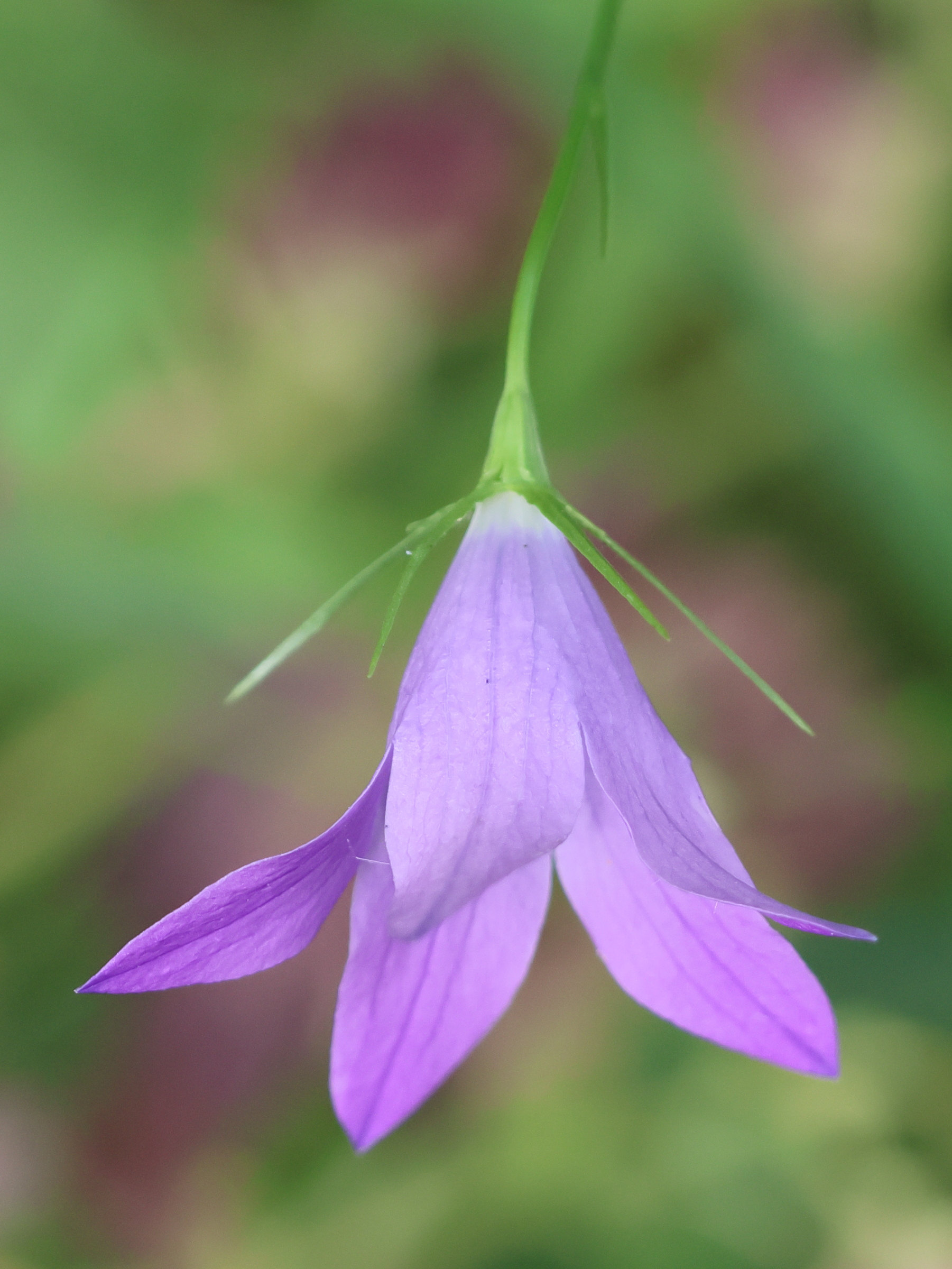 Afficher le média campanula_patula4bd campanula_patula4bd