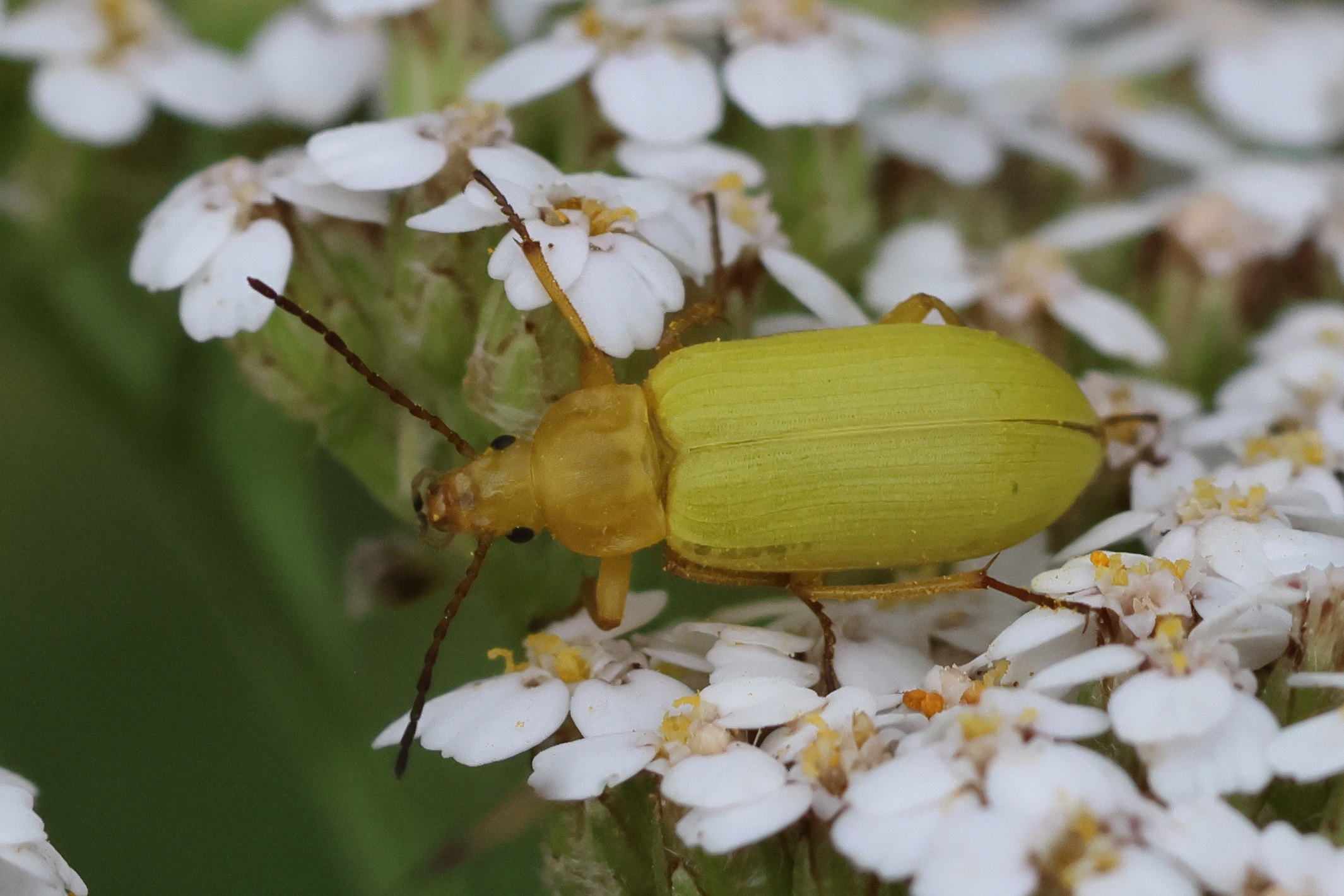 Afficher le média cteniopus_sulphureus5bd cteniopus_sulphureus5bd