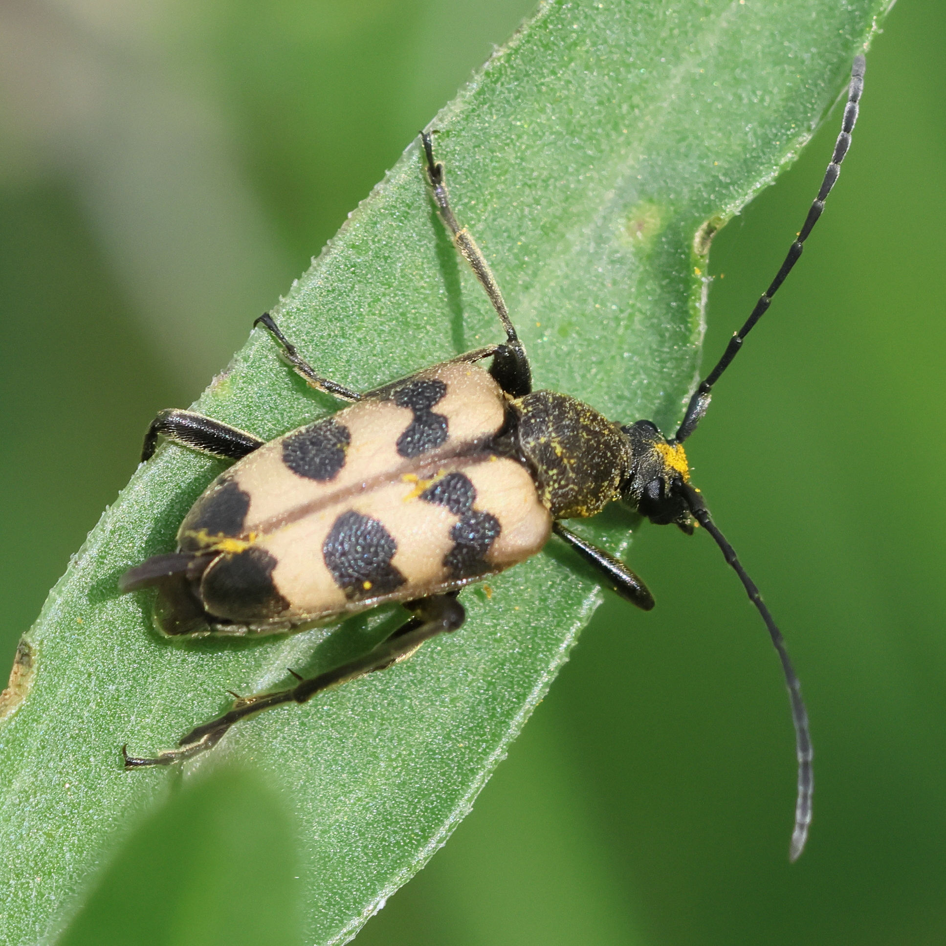 judolia_sexmaculata1bd