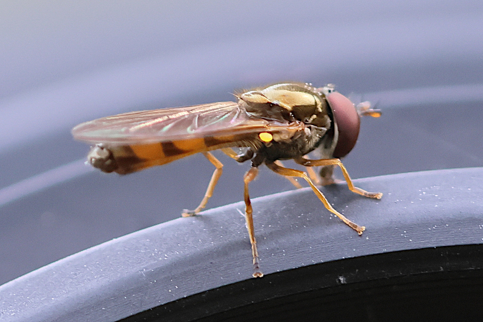 melanostoma_mellinum2bd