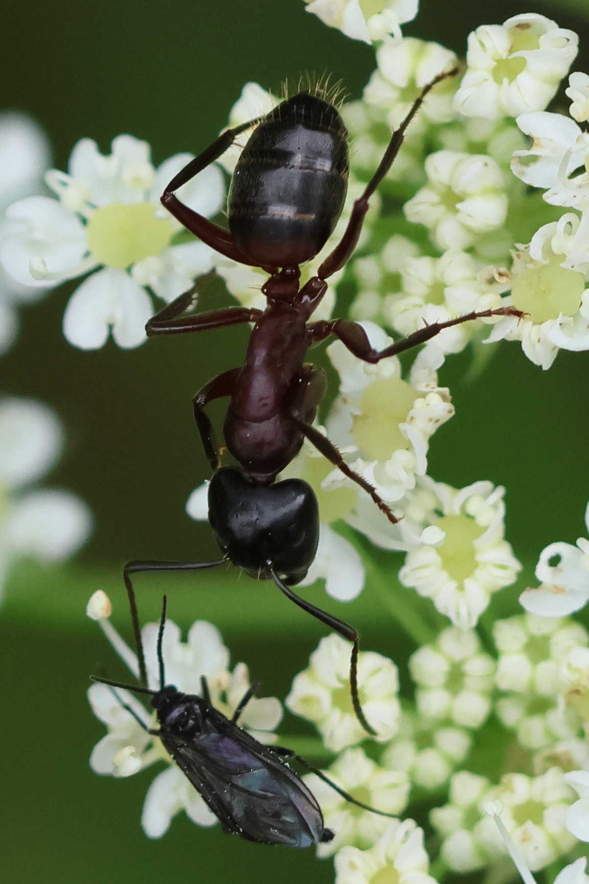 camponotus_herculeanus5bd