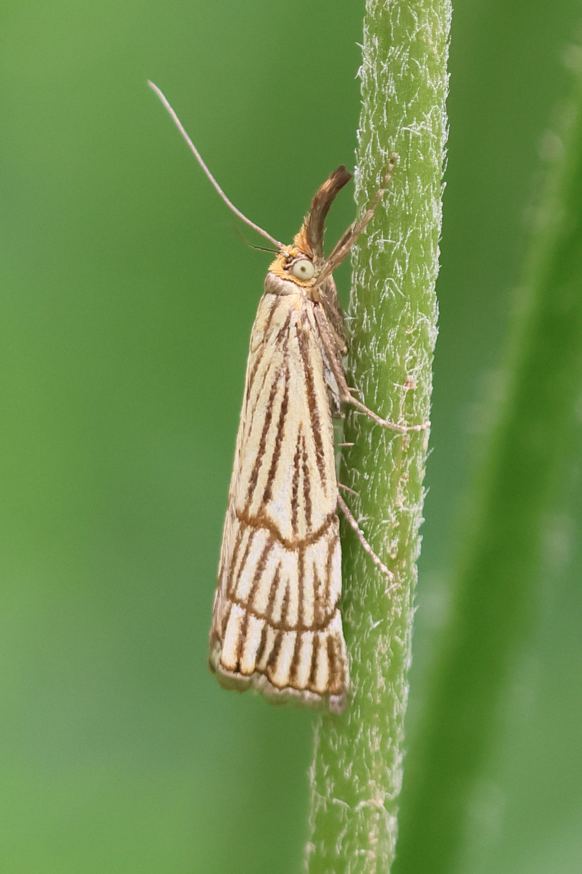 chrysocramboides_craterellus1bd