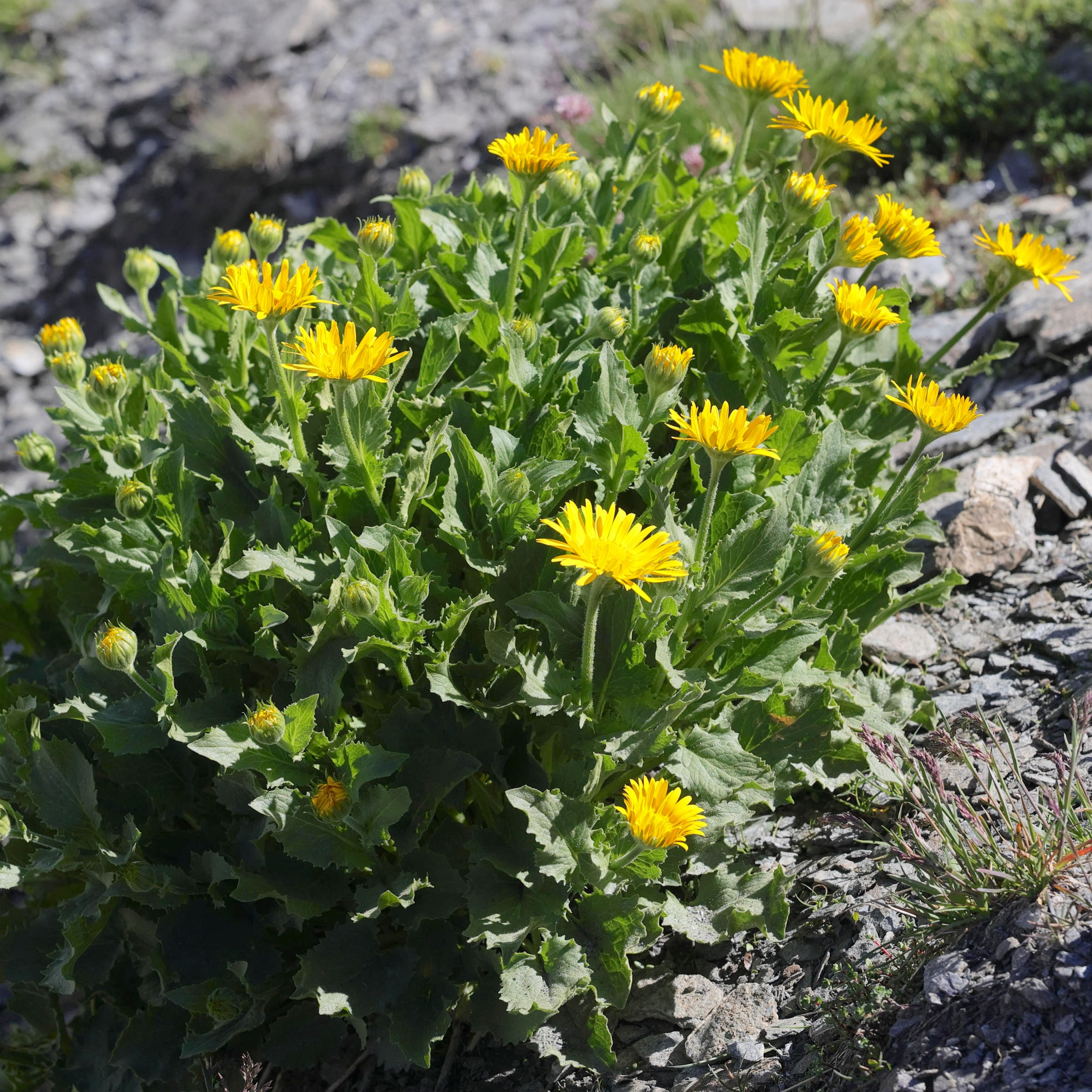 Afficher le média doronicum_grandiflorum5md doronicum_grandiflorum5md