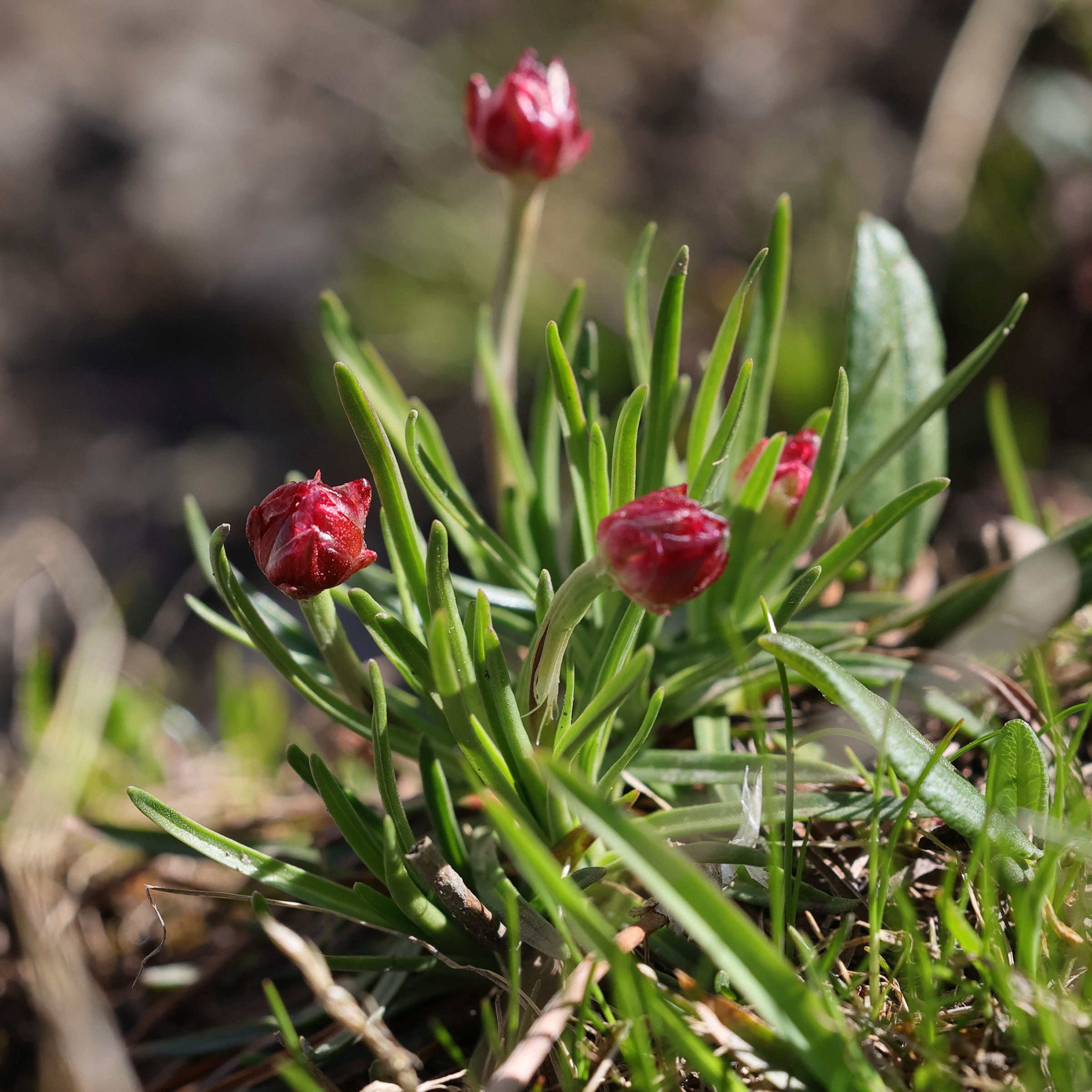 Afficher le média armeria_alpina8md armeria_alpina8md