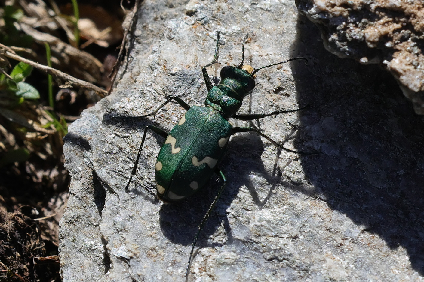 cicindela_gallica4md