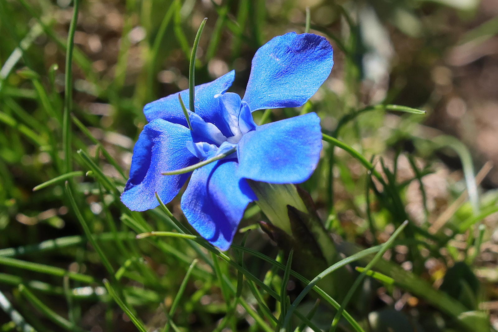 gentiana_verna6md