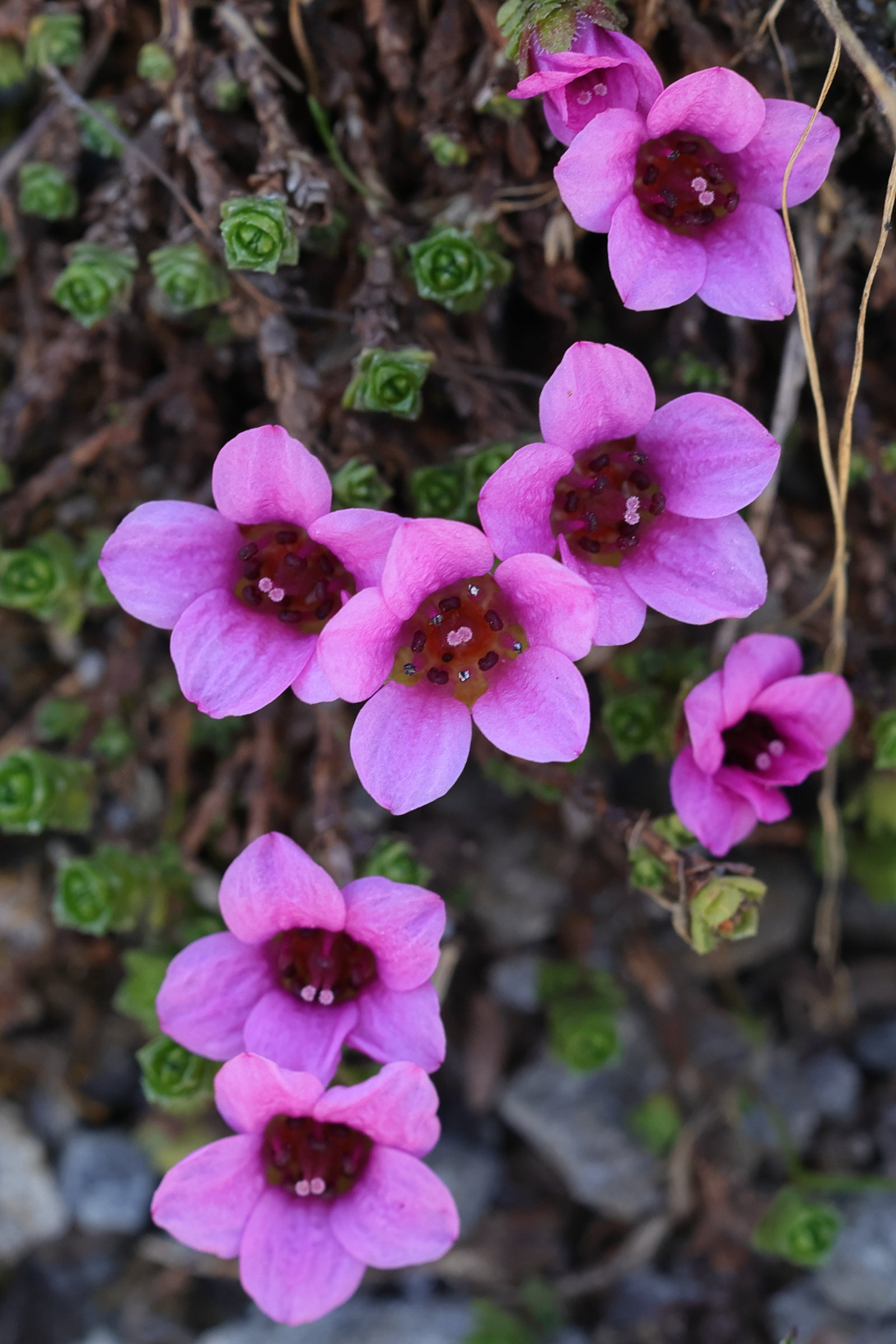 saxifraga_oppositifolia4md