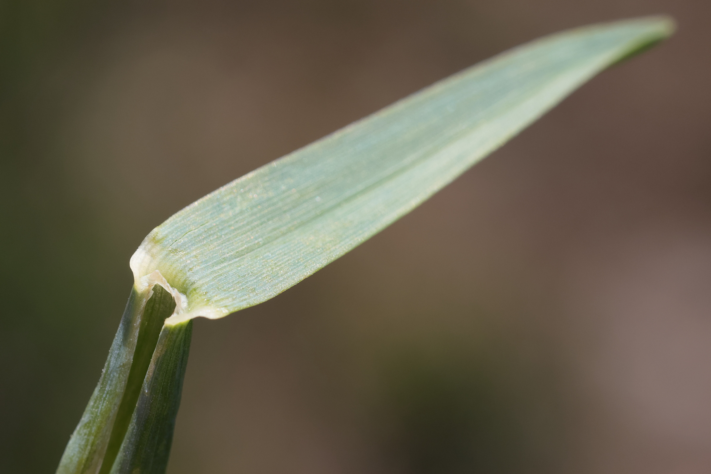 alopecurus_gerardii10md