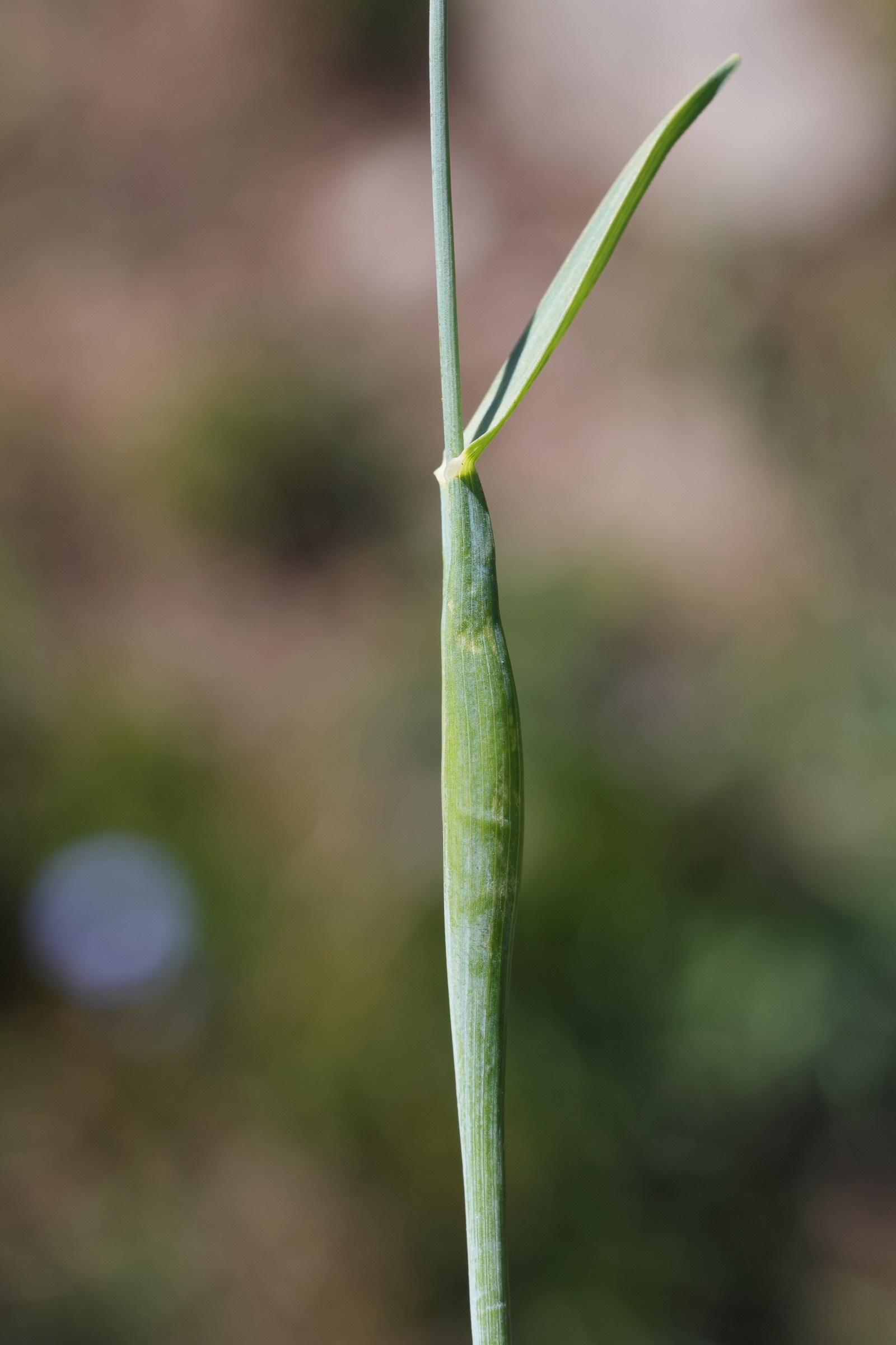 alopecurus_gerardii9md