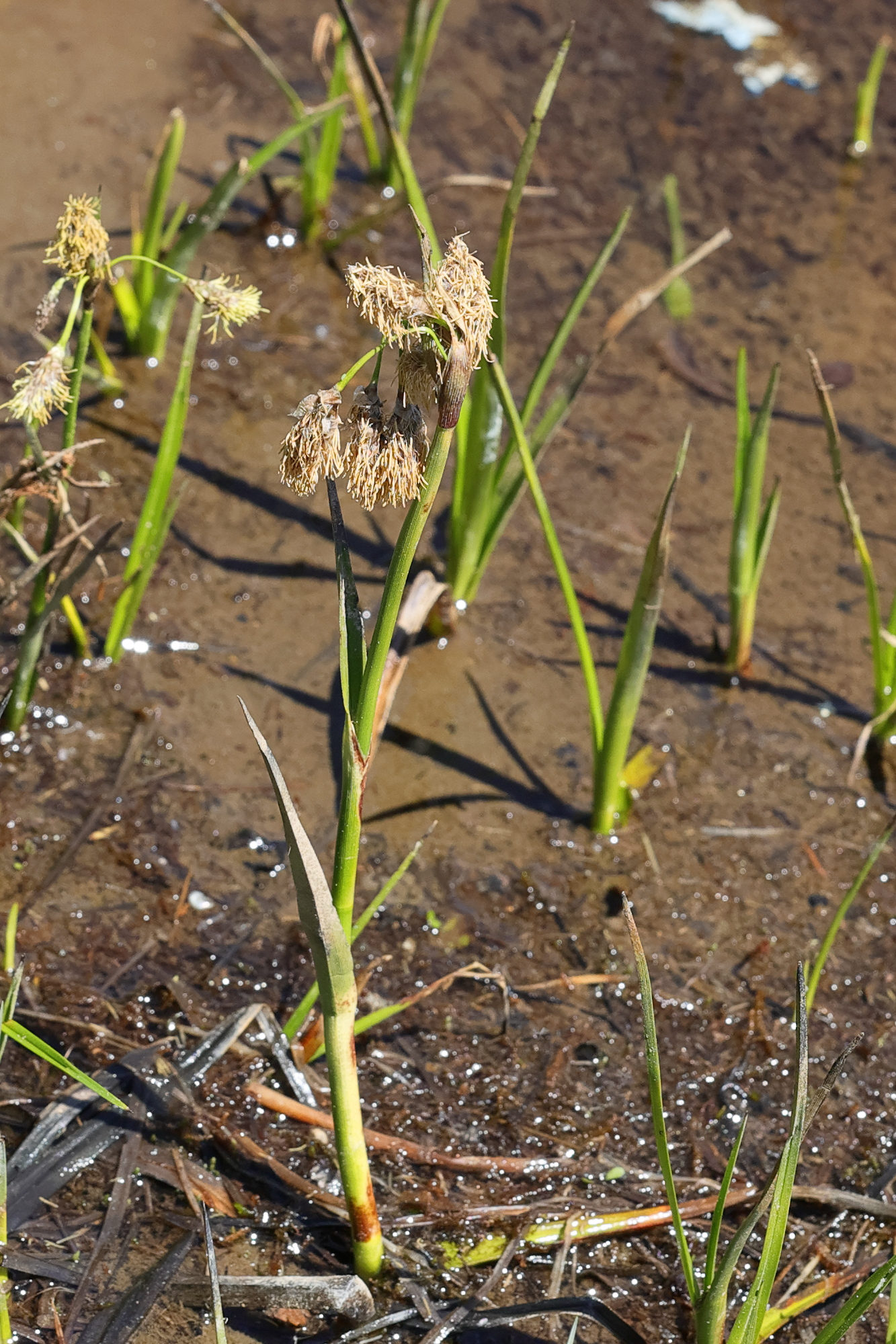 eriophorum_angustifolium10md