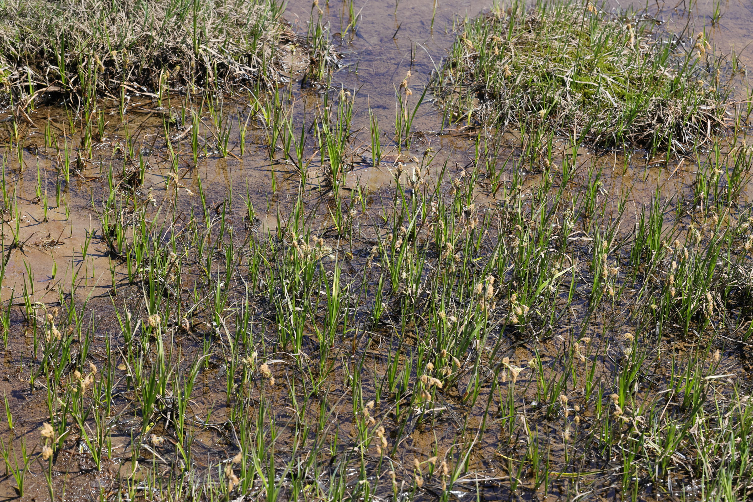 eriophorum_angustifolium9md