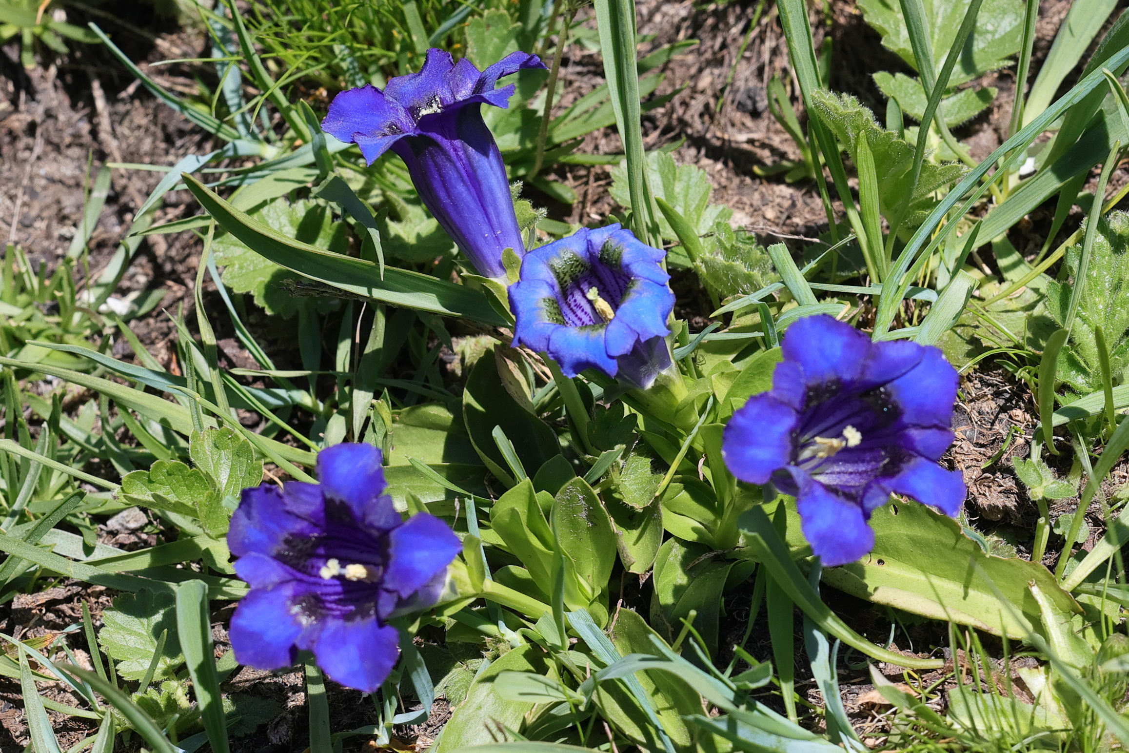 gentiana_acaulis3md