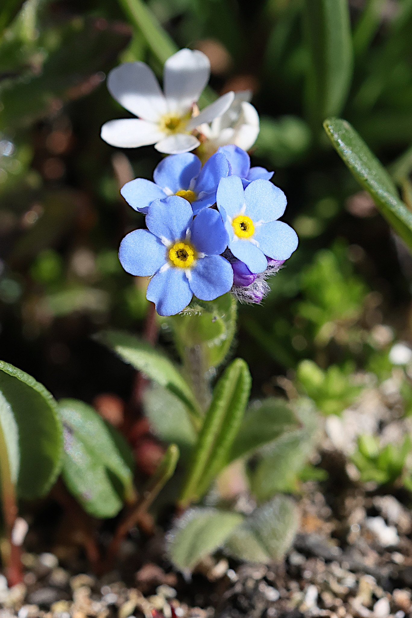 myosotis_alpestris6md