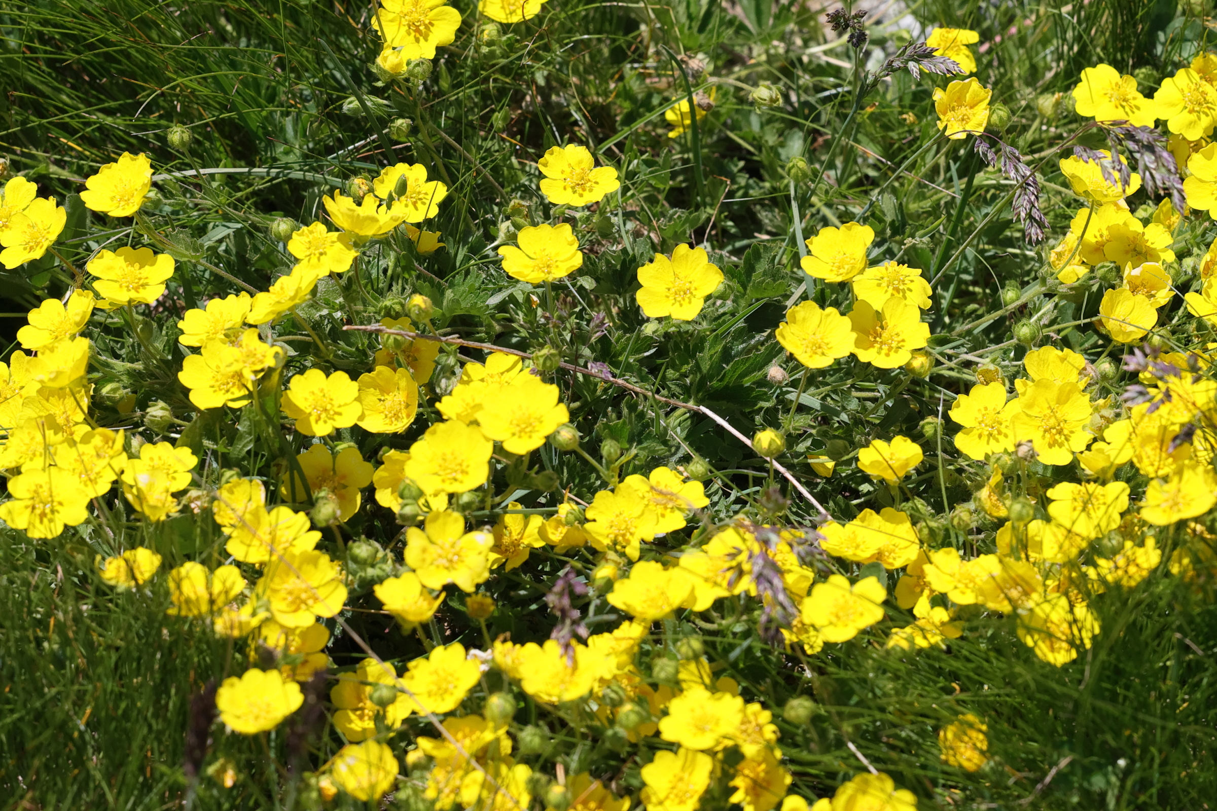 potentilla_aurea1md